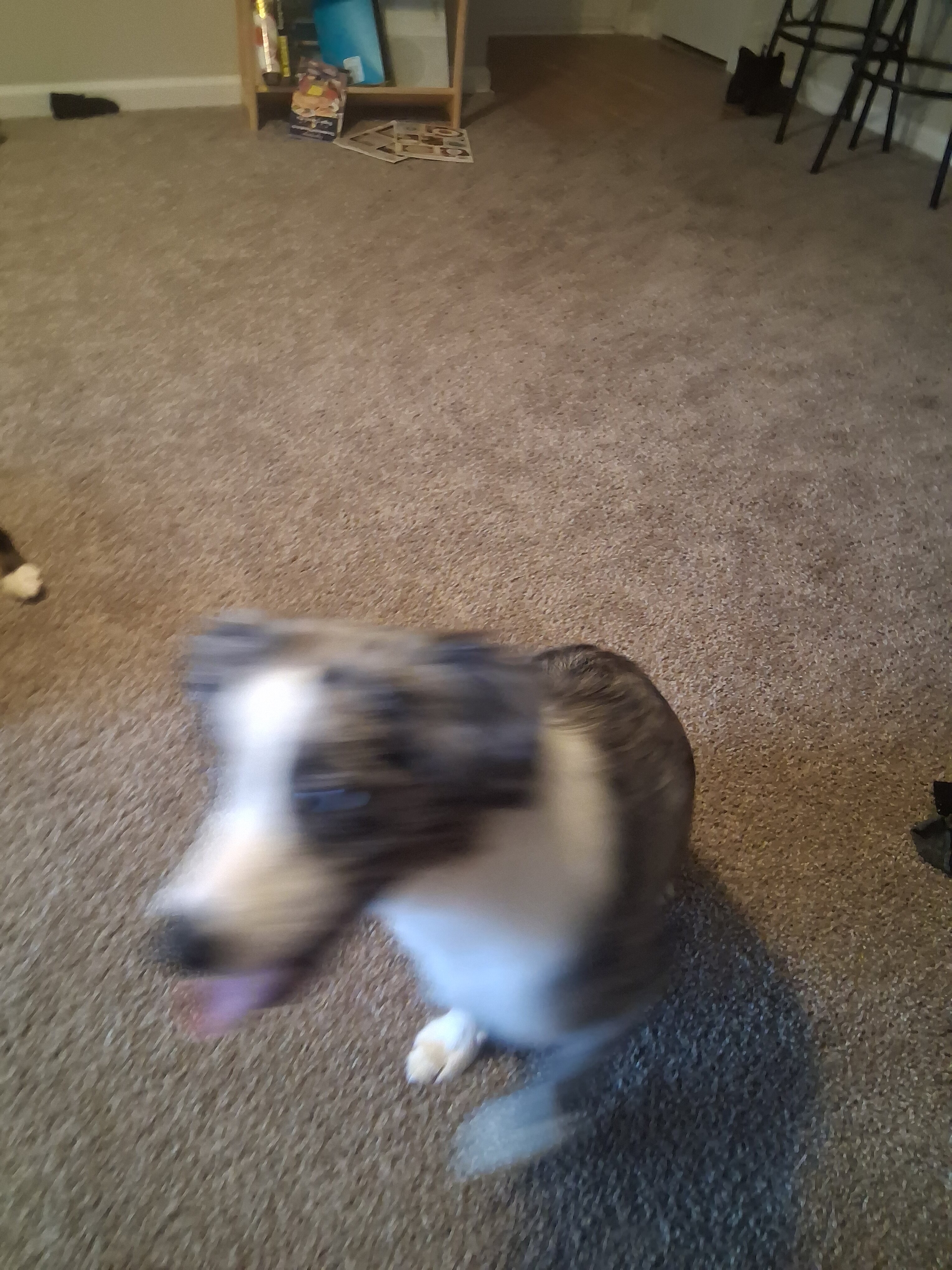 Two 7-Month-Old Mini Australian Shepherd Puppies image 4