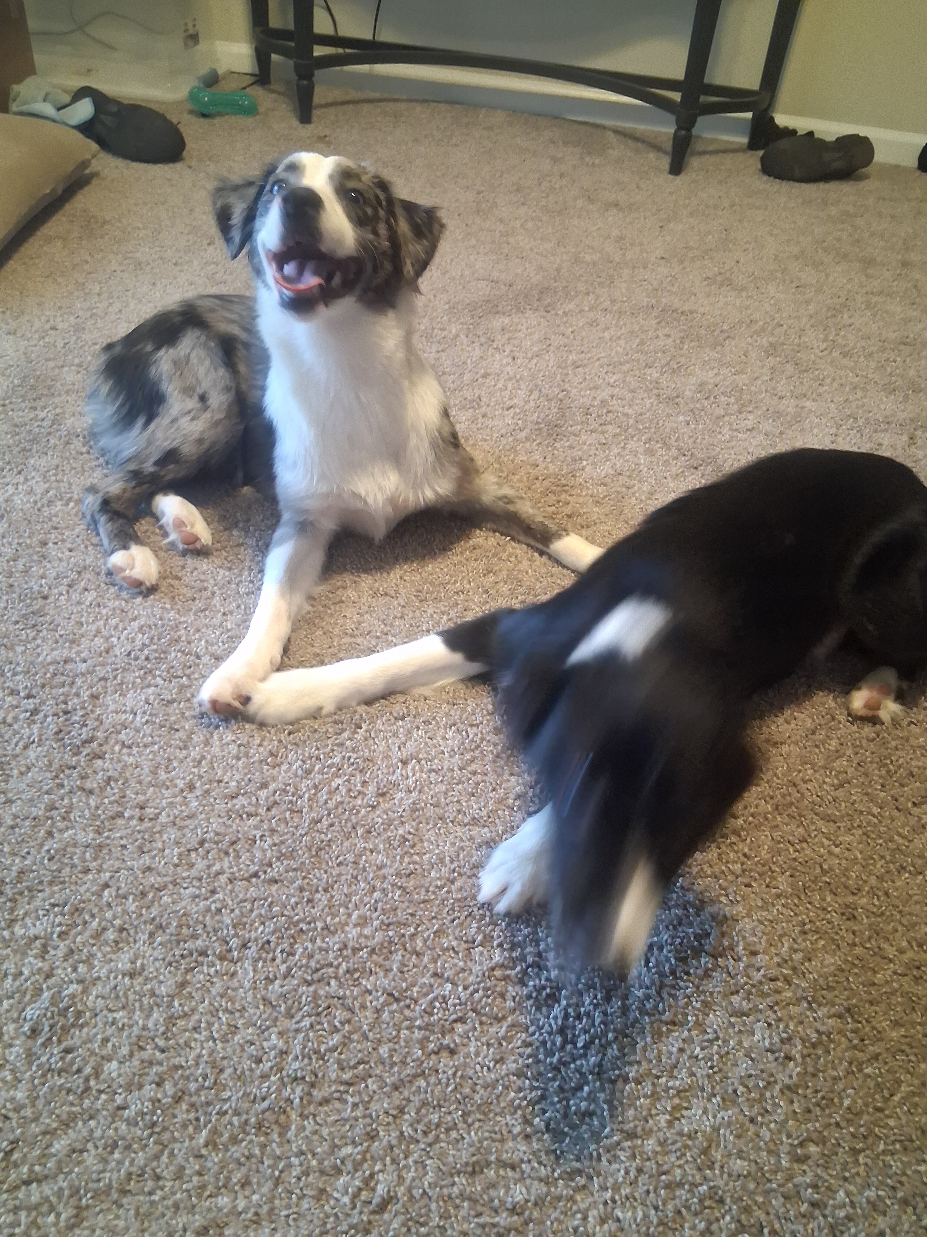 Two 7-Month-Old Mini Australian Shepherd Puppies image 2