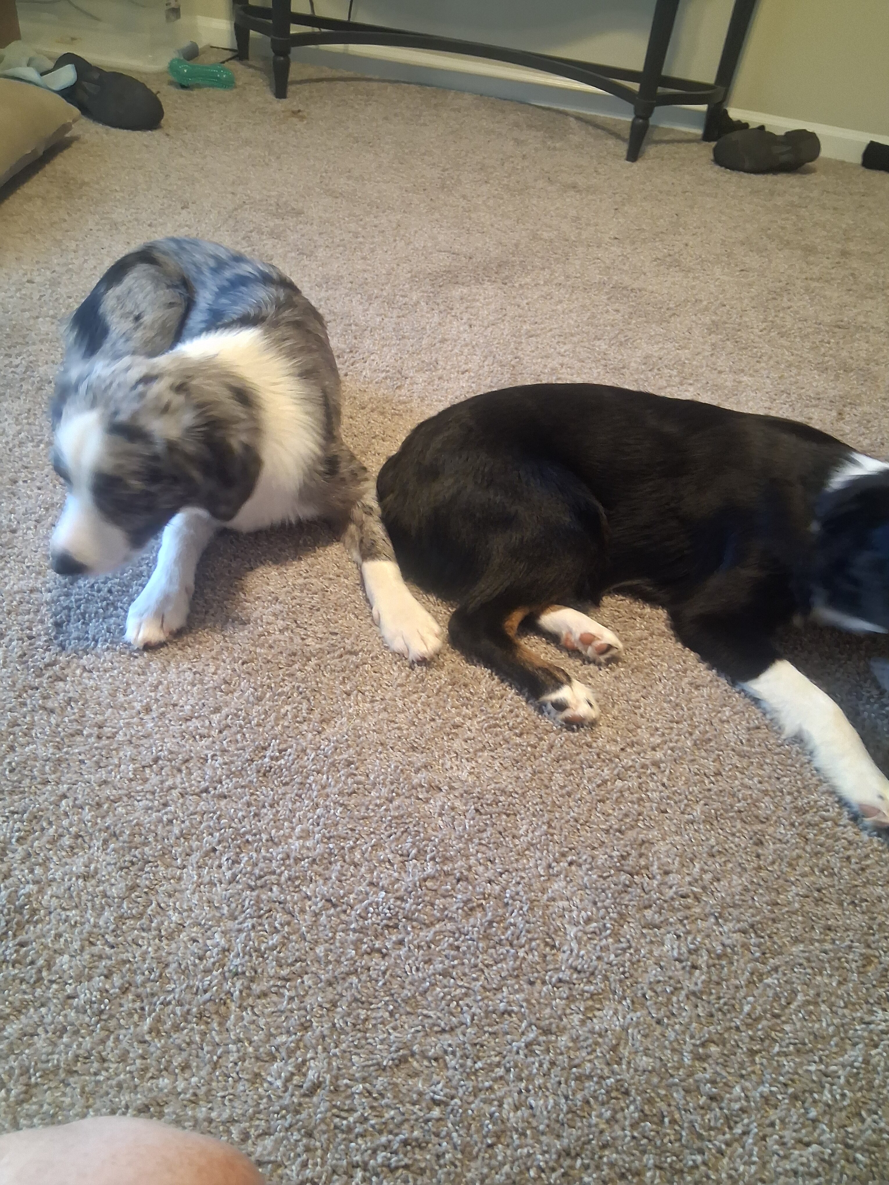 Two 7-Month-Old Mini Australian Shepherd Puppies image 3