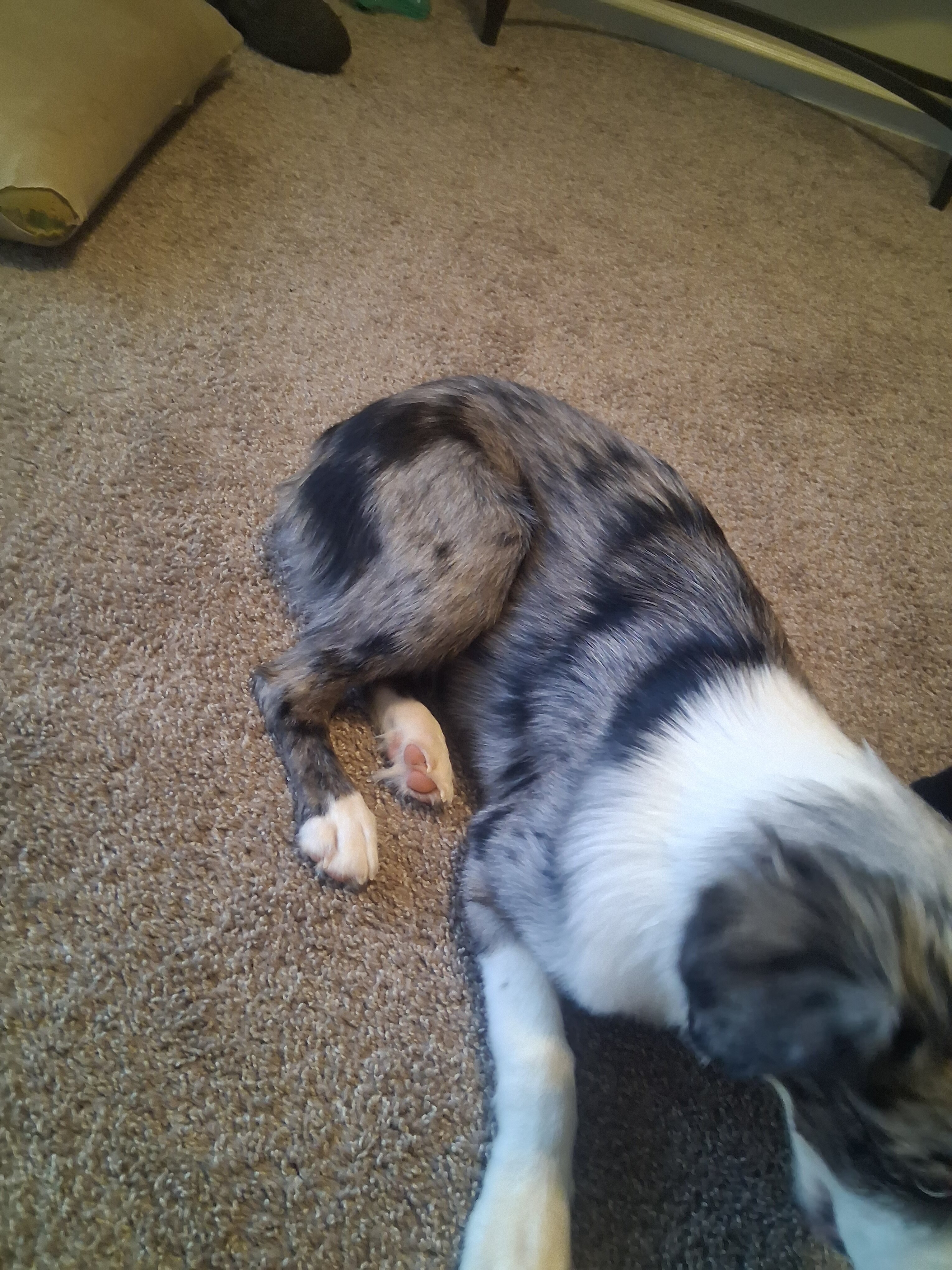 Two 7-Month-Old Mini Australian Shepherd Puppies image 5