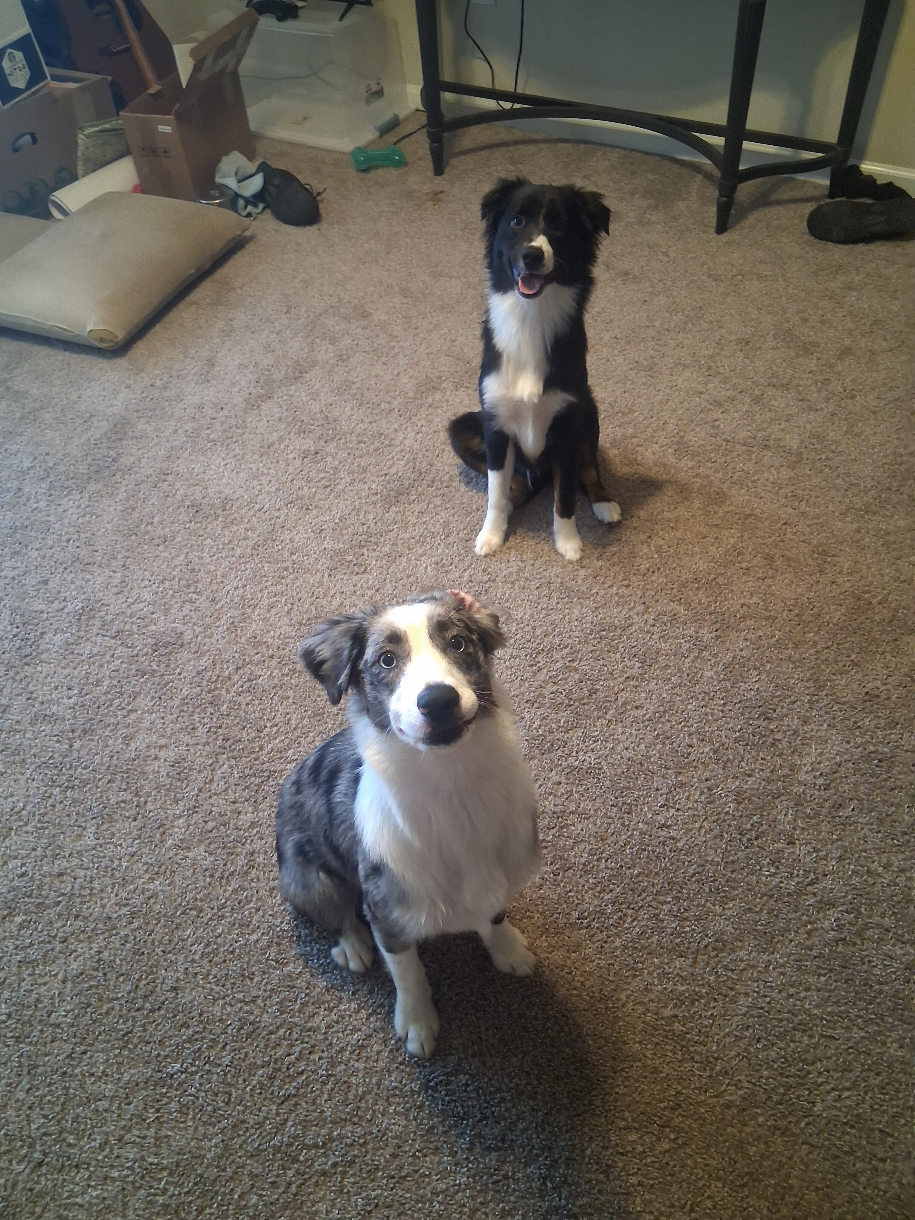 Two 7-Month-Old Mini Australian Shepherd Puppies image 1