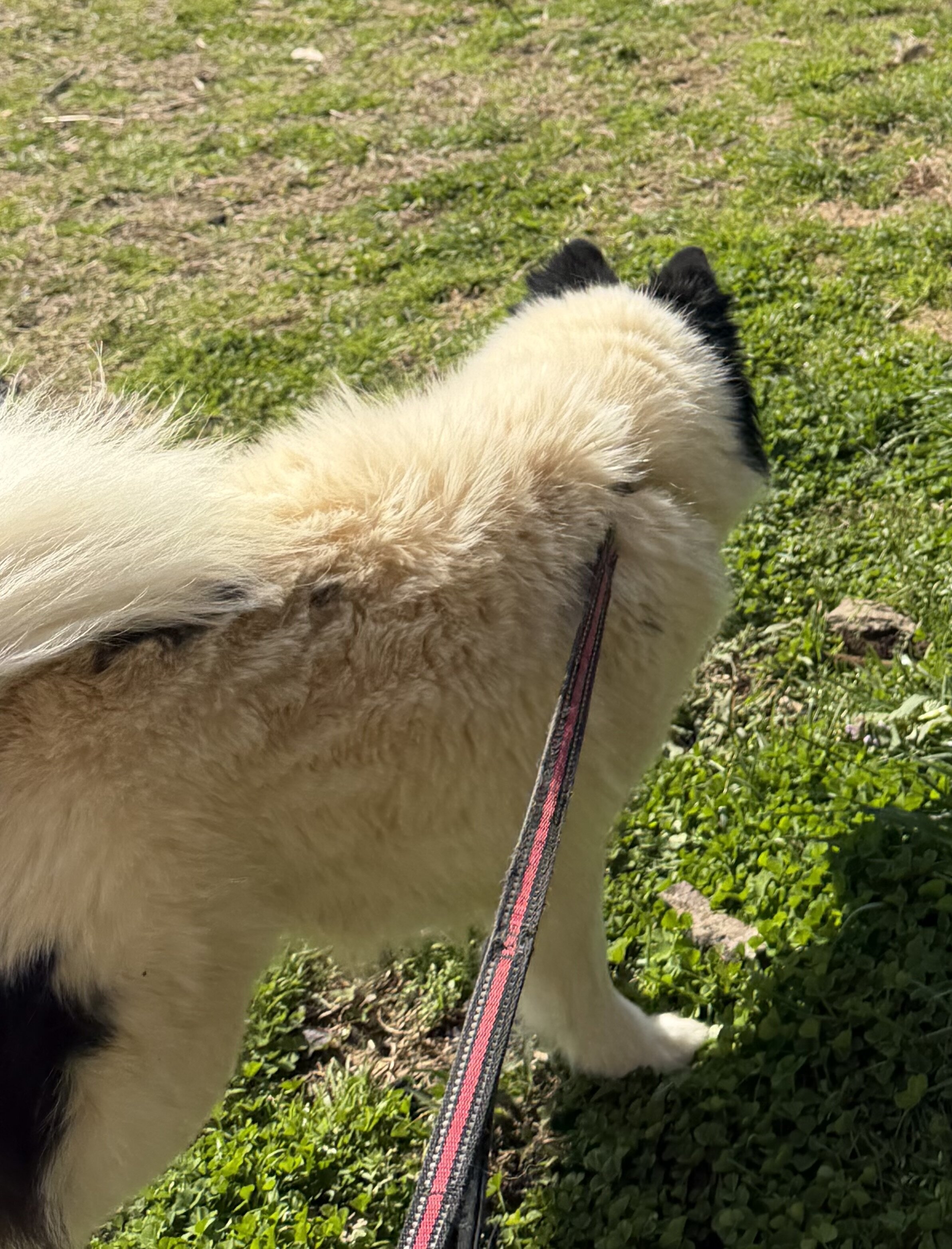 Pomsky image 5