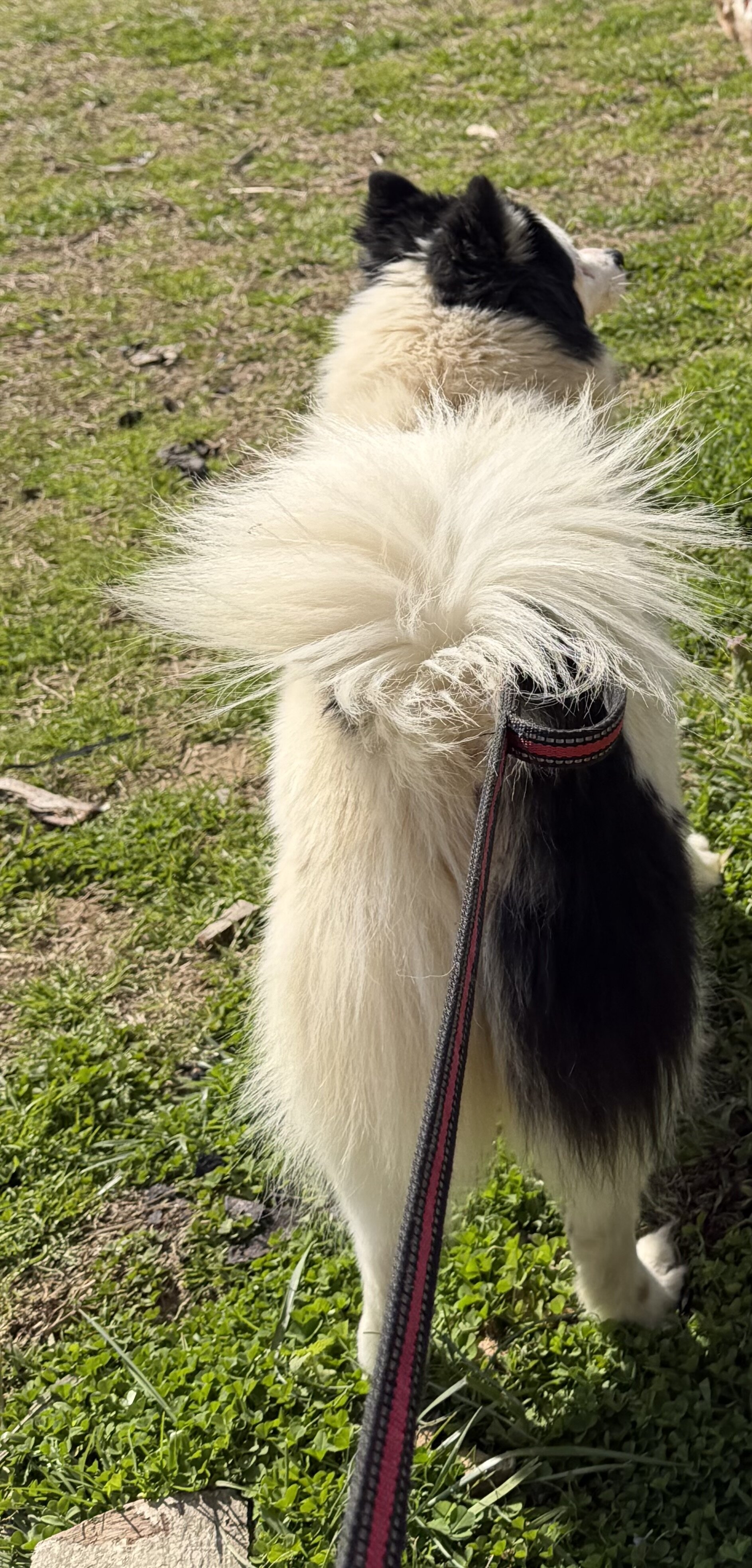 Pomsky image 4