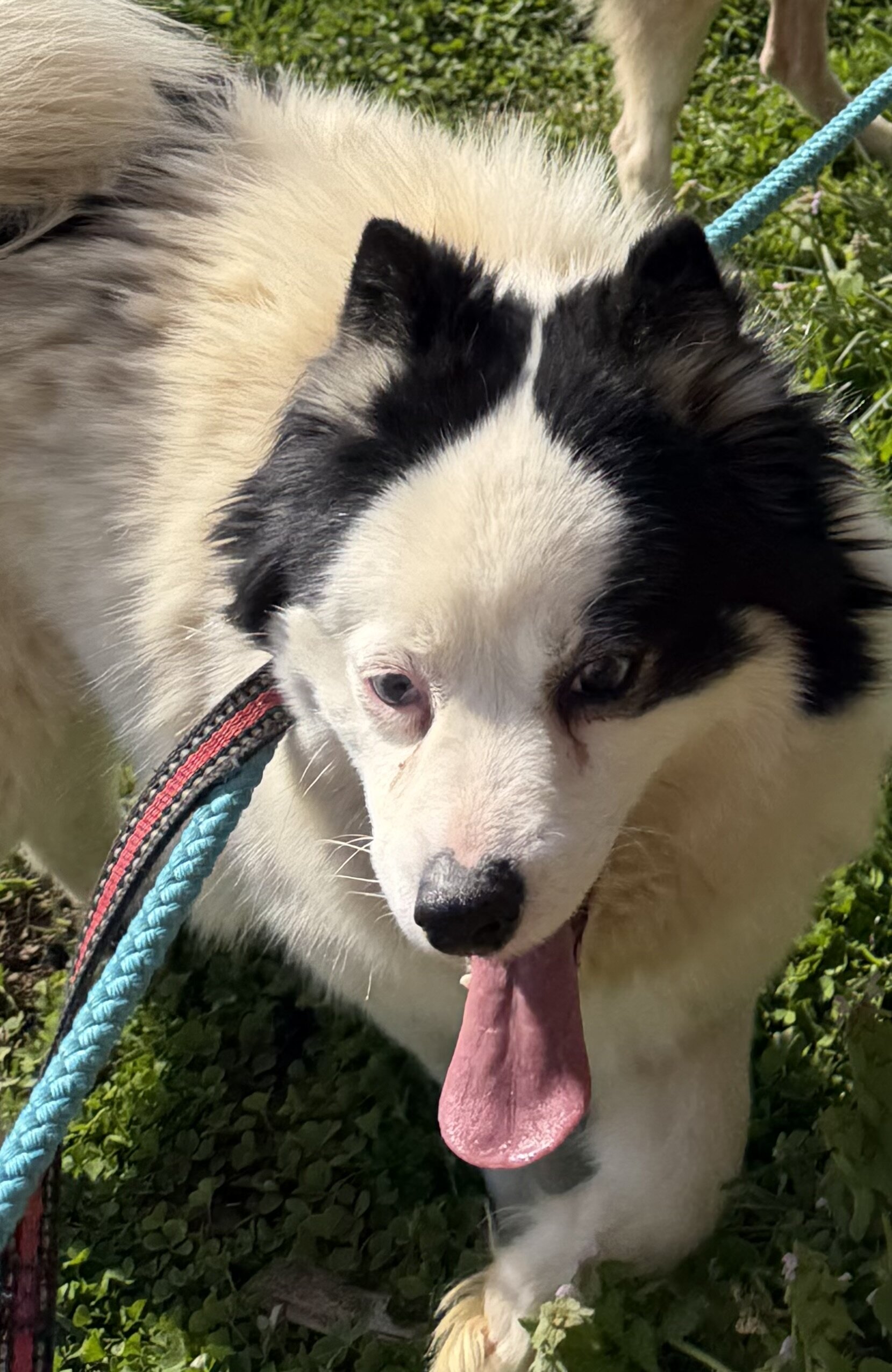 Pomsky image 3