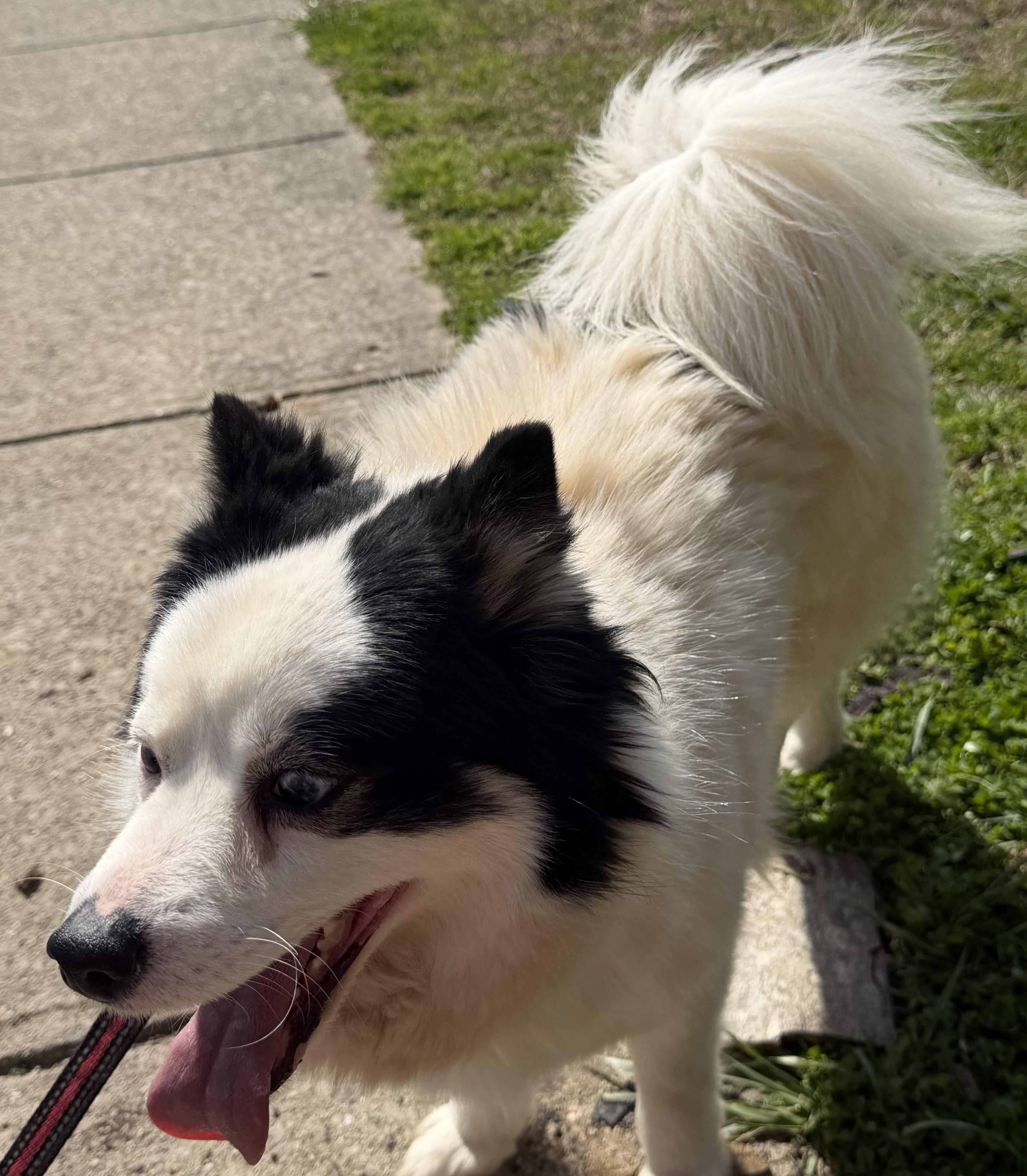 Pomsky image 2