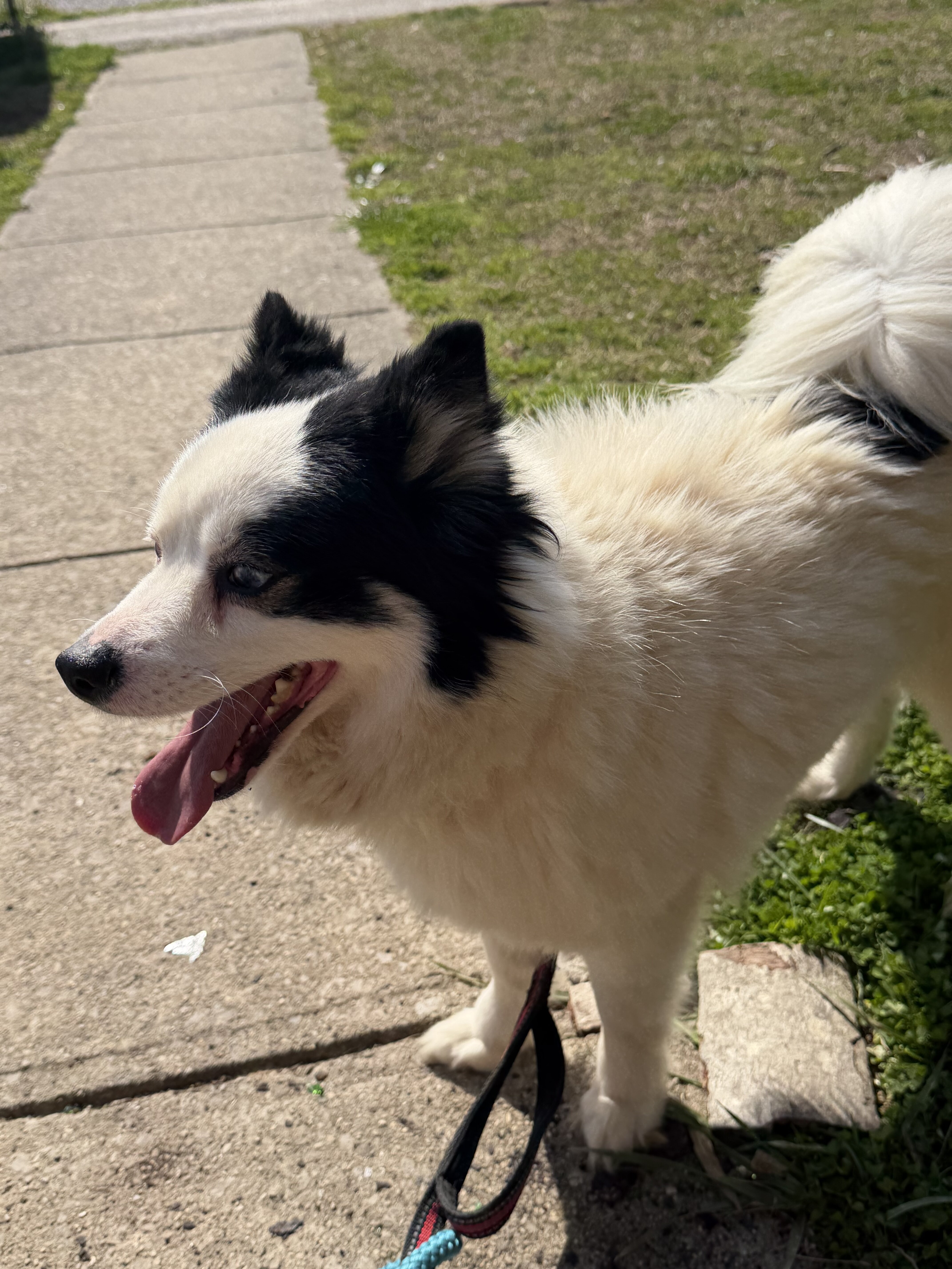 Pomsky image 1