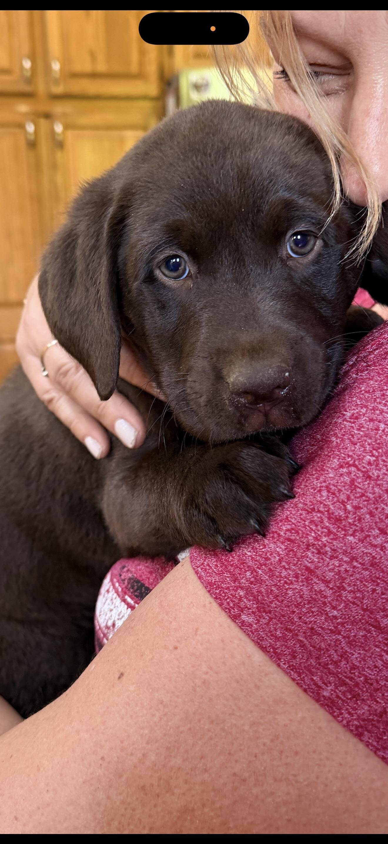 Labrador retriever girl image 1