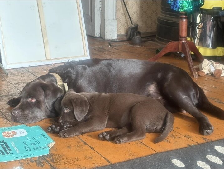 Labrador retriever girl image 3