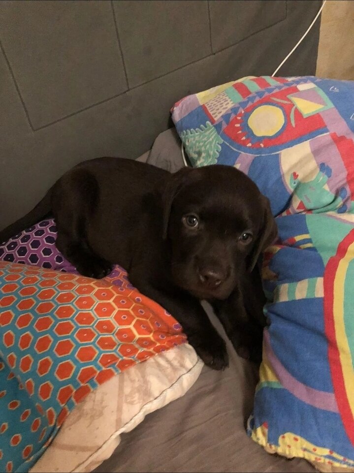 Labrador retriever girl image 2