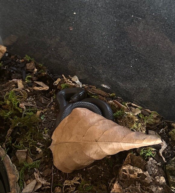 Juvenile Mexican King Snake image 1