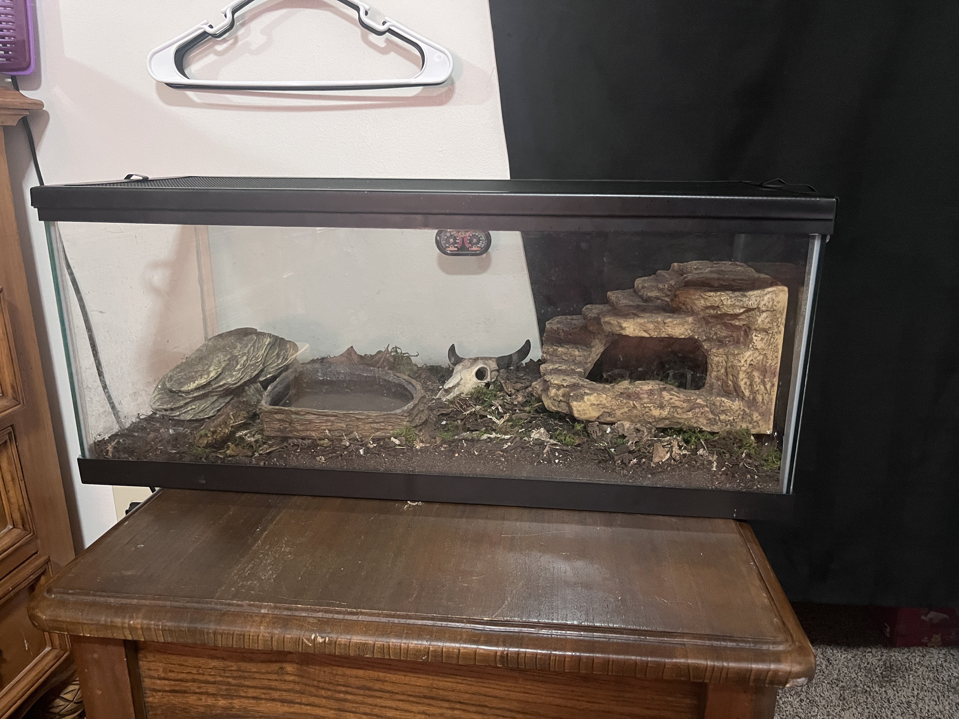 Juvenile Mexican King Snake image 2