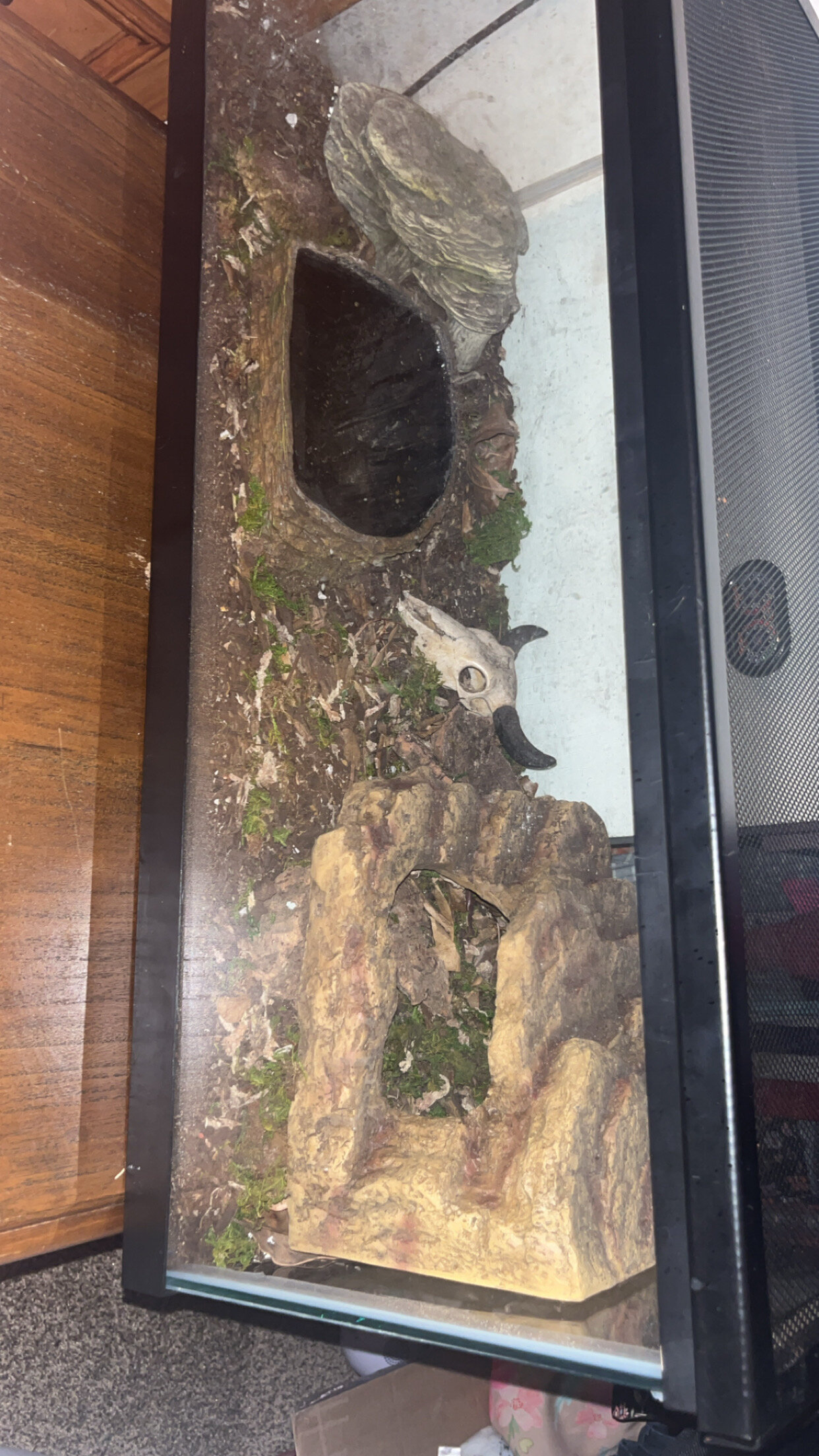 Juvenile Mexican King Snake image 3