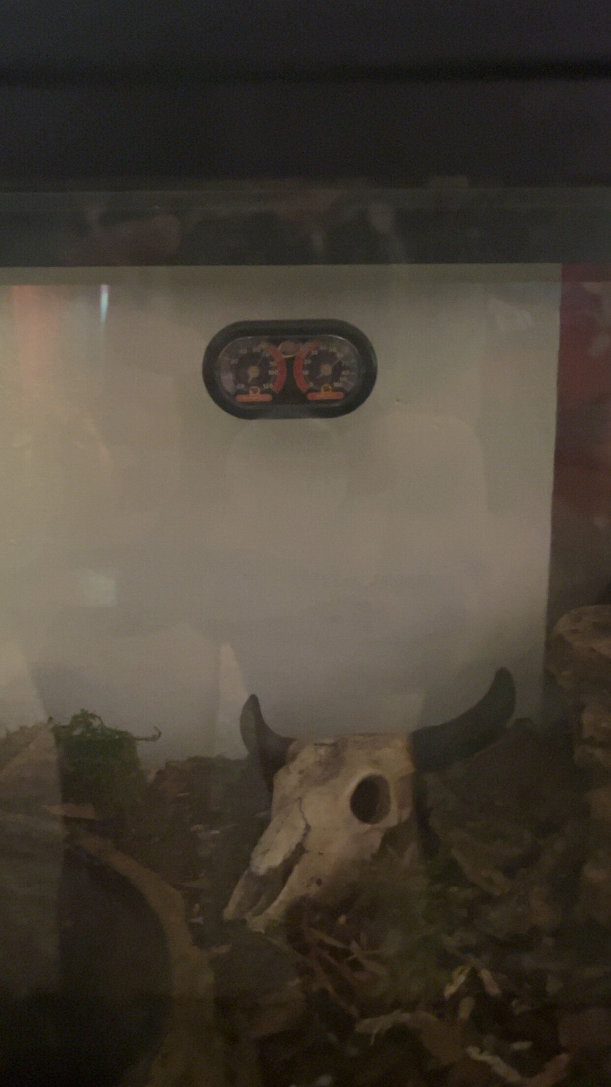 Juvenile Mexican King Snake image 4