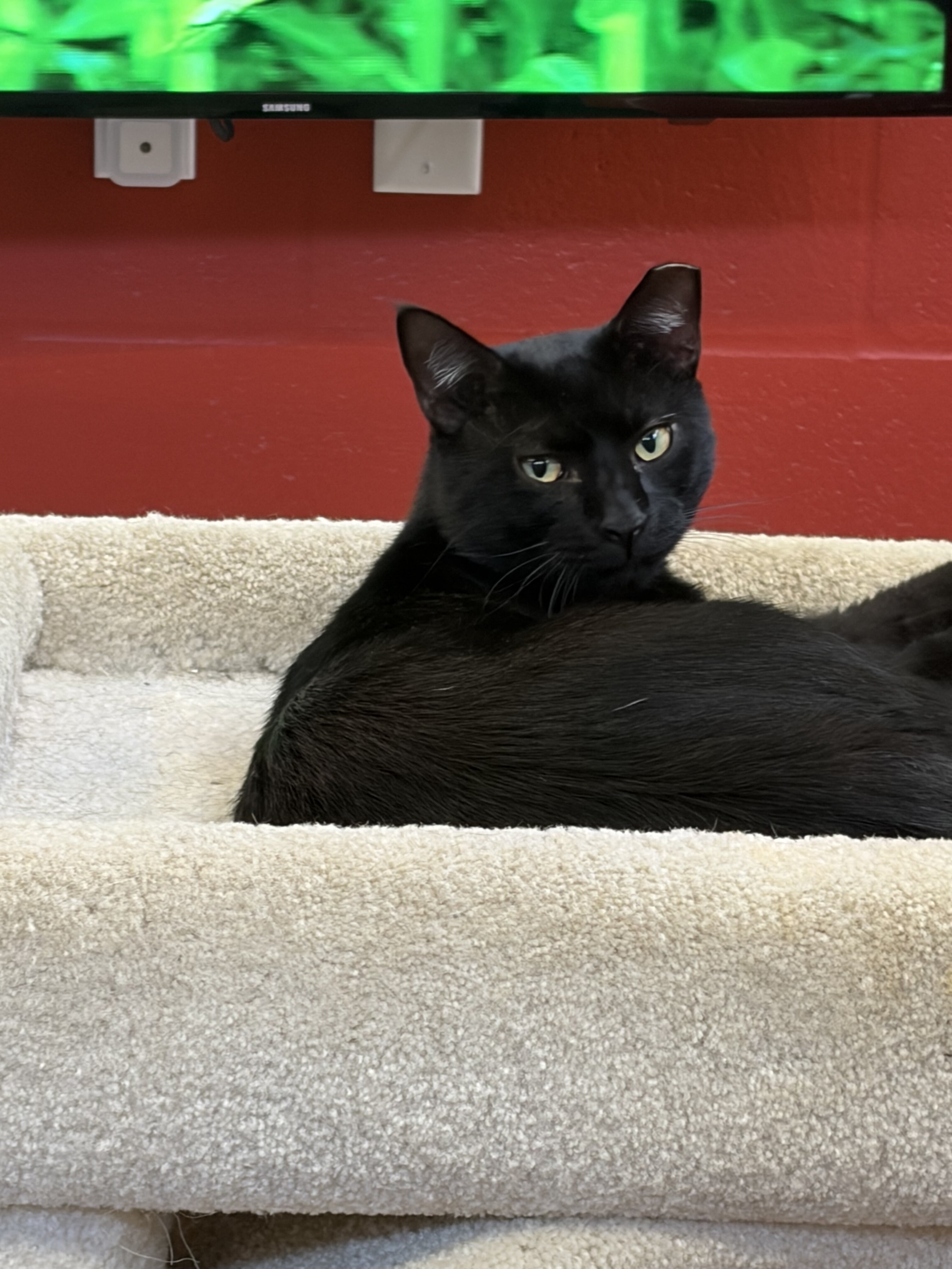 Foster cat image 1