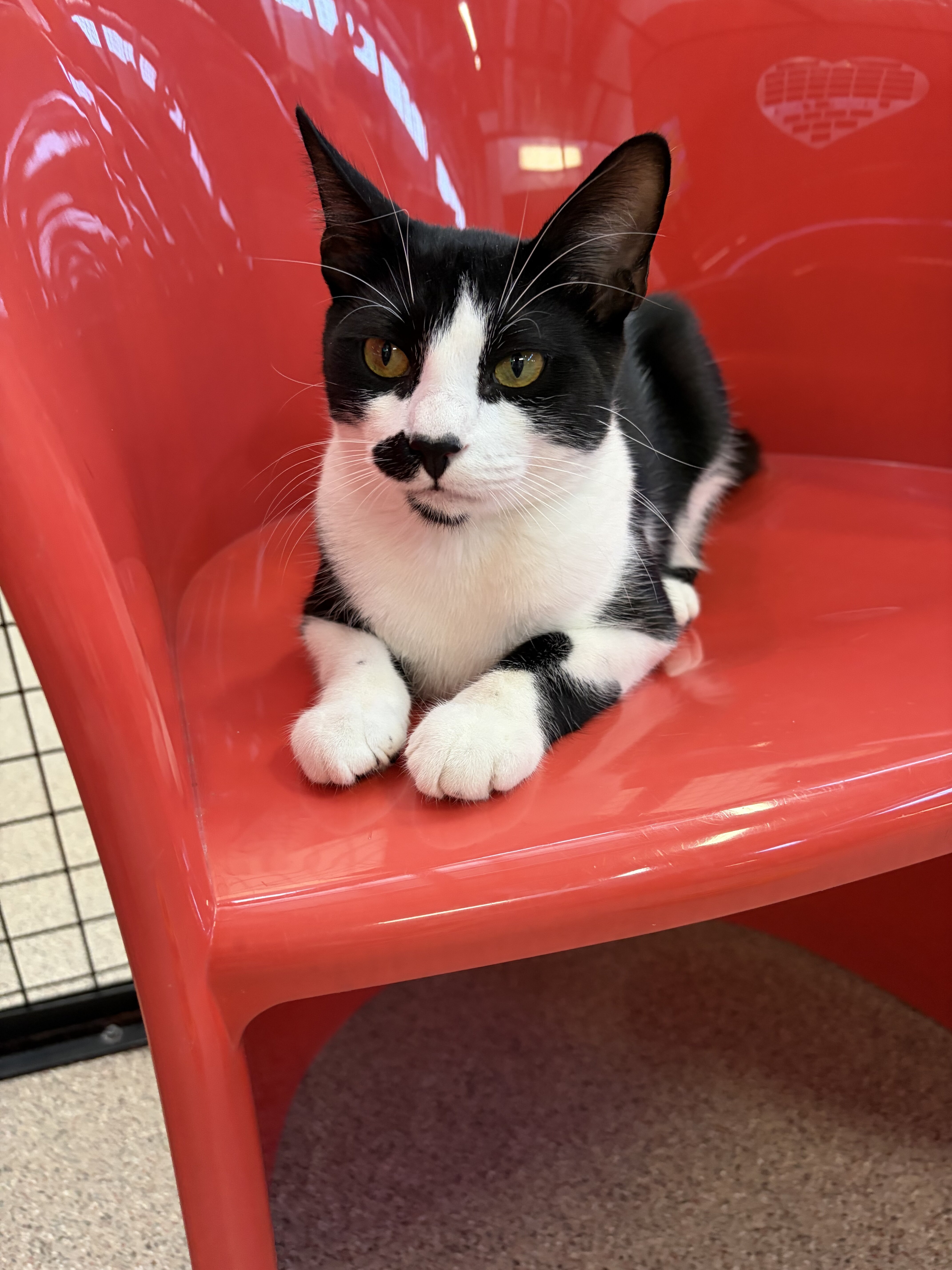 Foster cat image 3