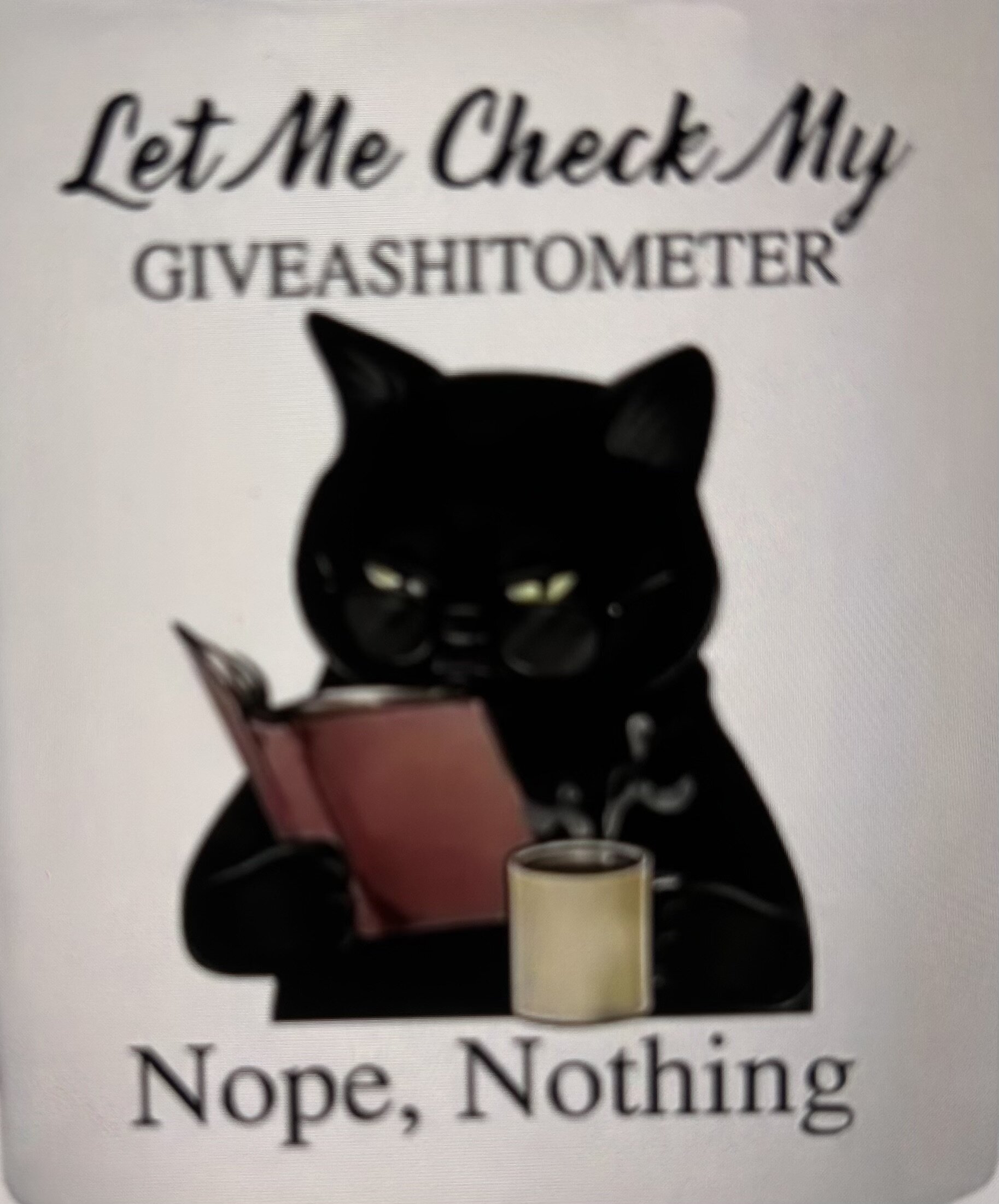 Foster cat image 2