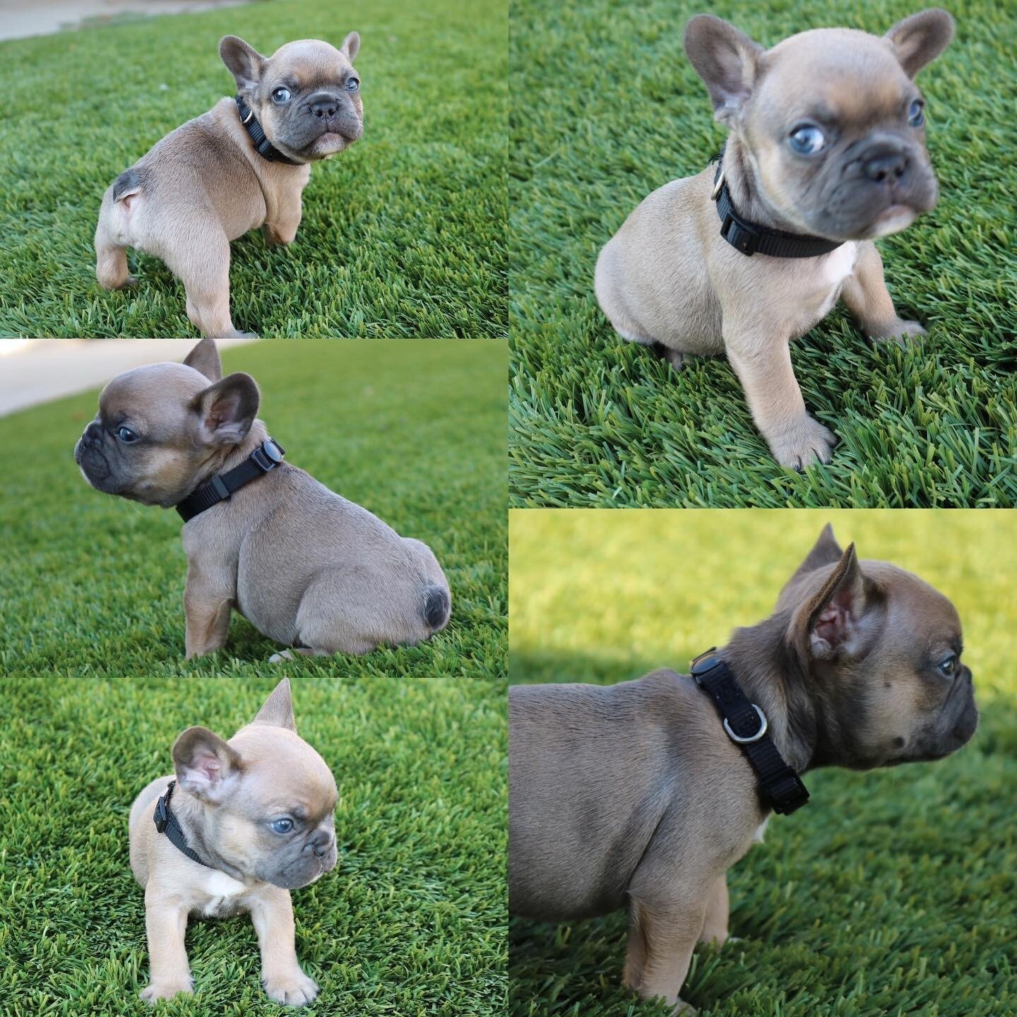 Adorable French Bulldog Puppies Ready Now! Rare Bl image 3