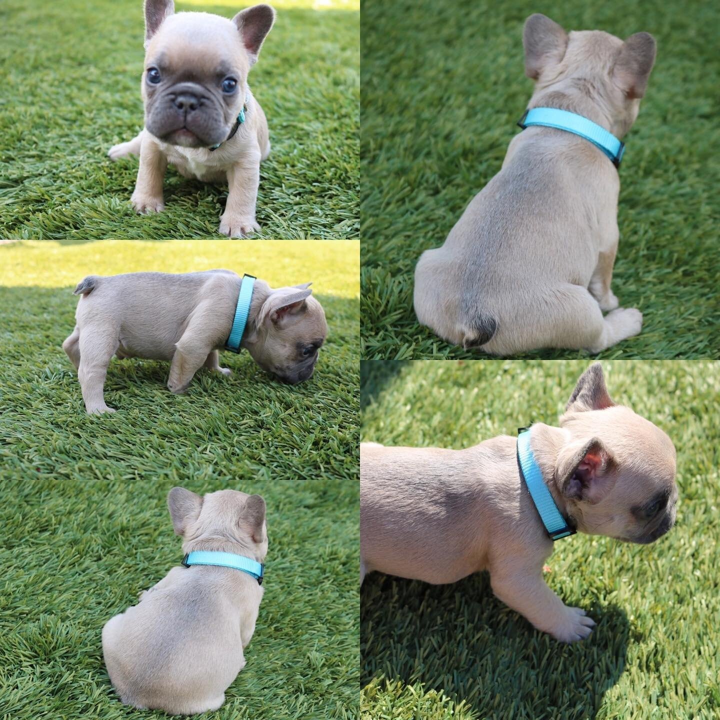 Adorable French Bulldog Puppies Ready Now! Rare Bl image 2