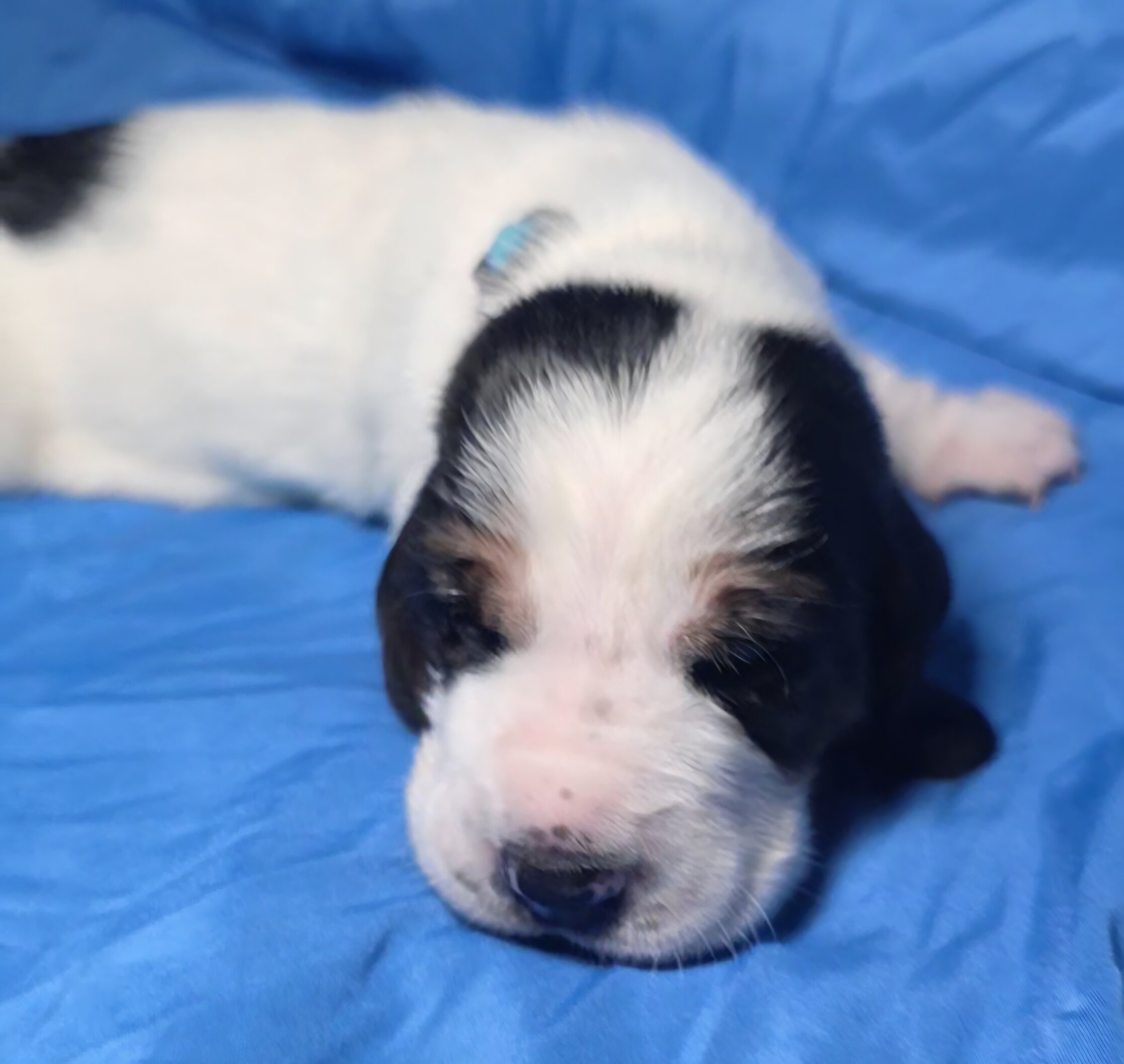 Male baby basset hound image 2