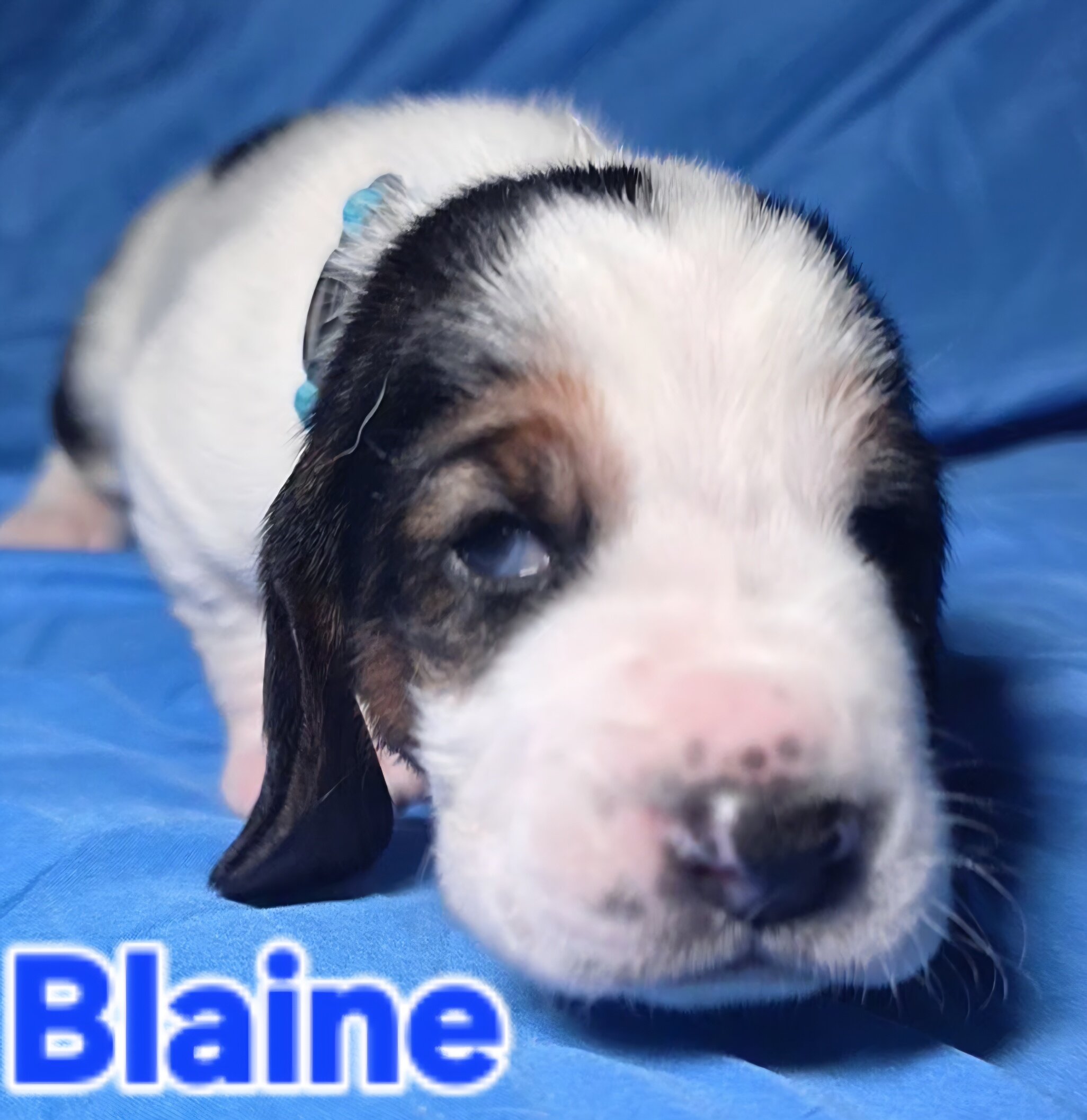 Male baby basset hound image 1
