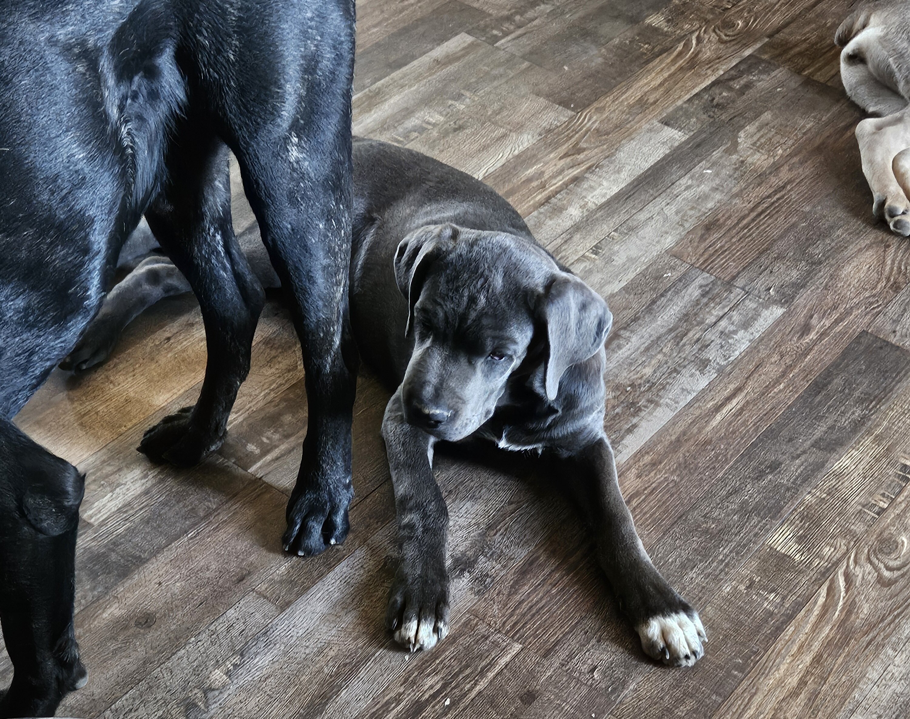 SOX -Cane Corso image 3