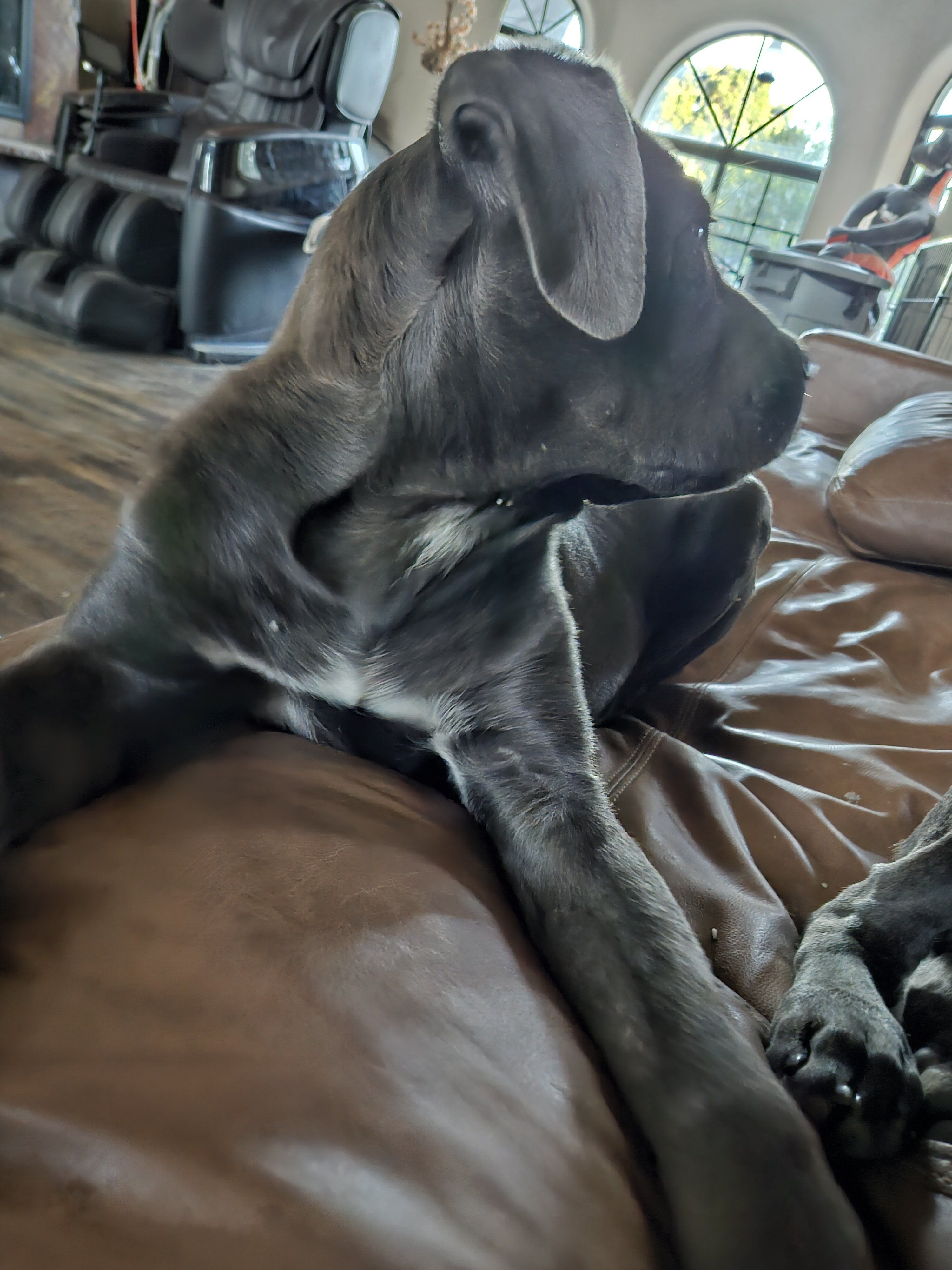 SOX -Cane Corso image 2