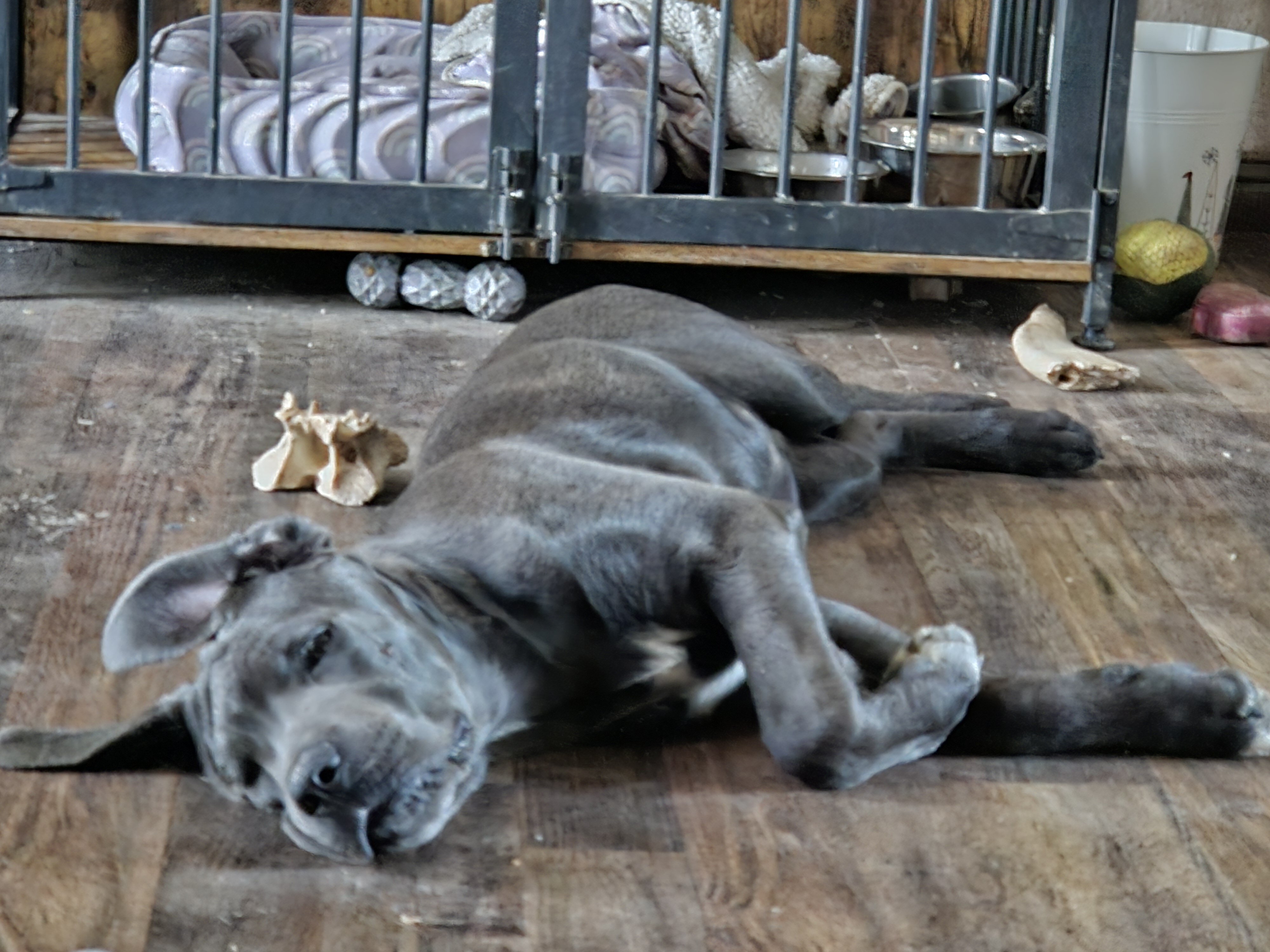 SOX -Cane Corso image 1