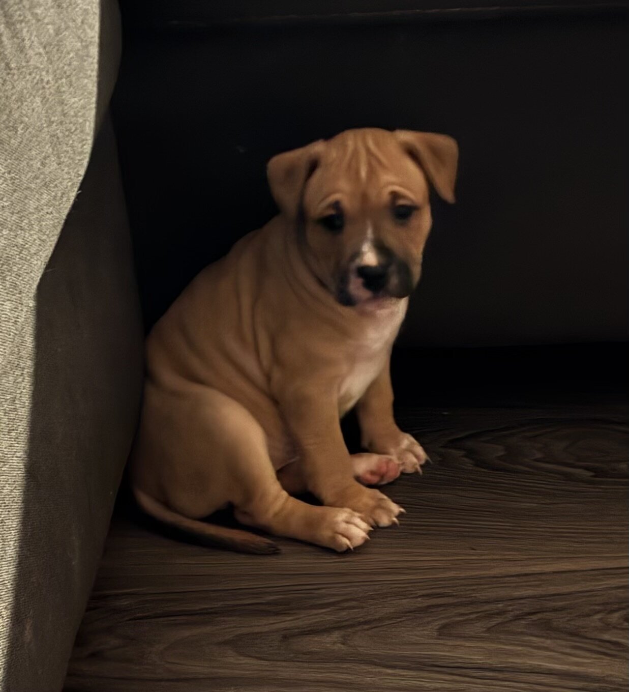 Pitbull puppies image 4