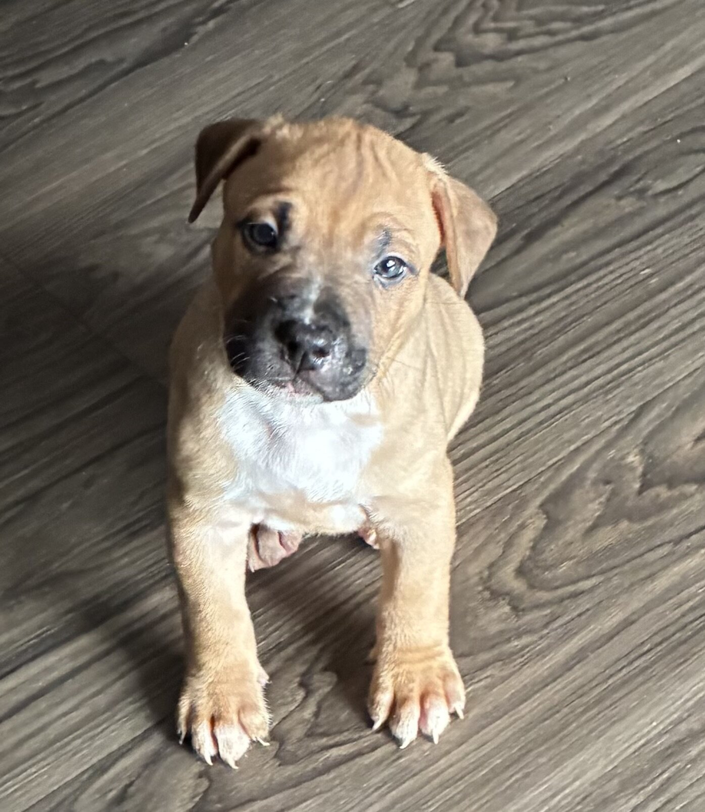 Pitbull puppies image 1