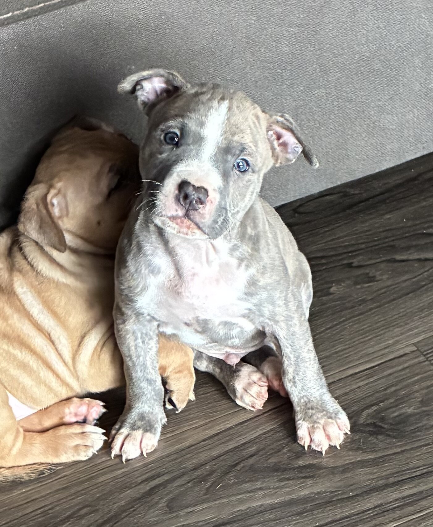 Pitbull puppies image 2