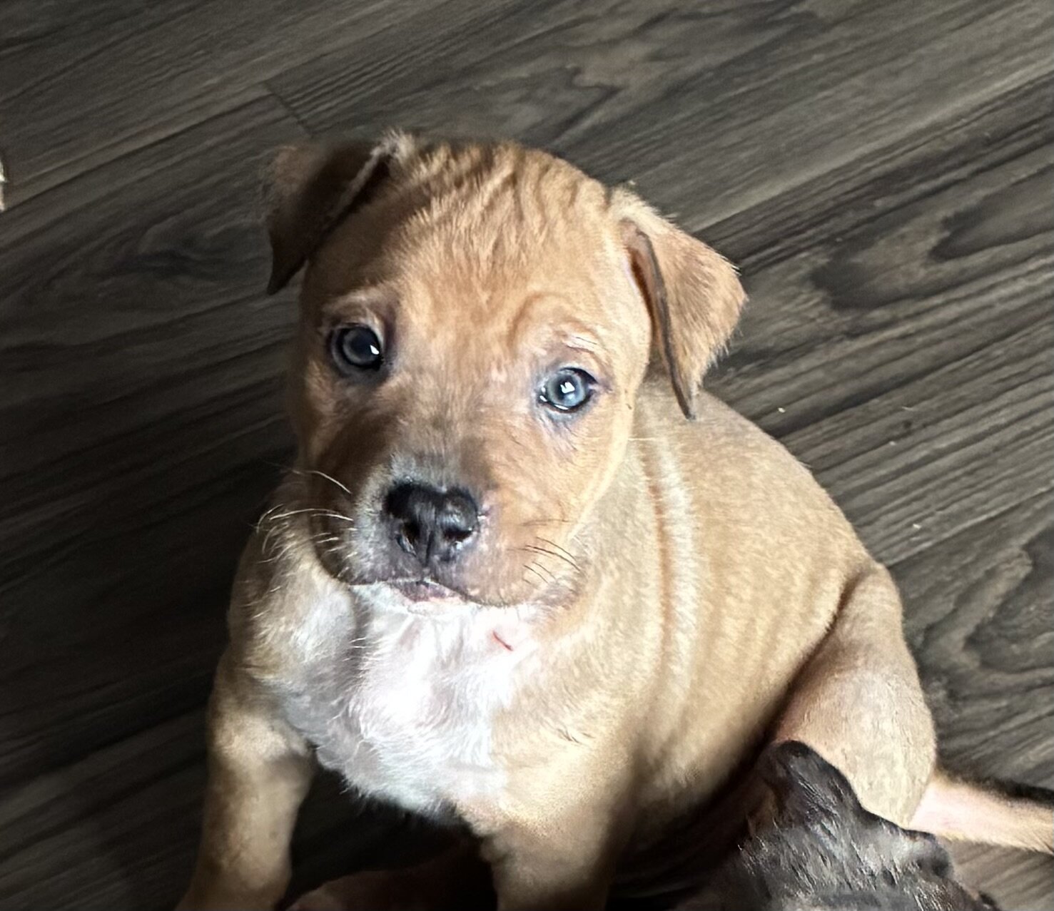 Pitbull puppies image 3