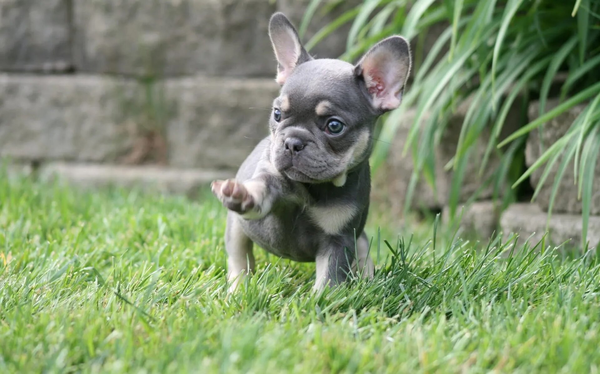 Adorable French bulldog puppy image 1