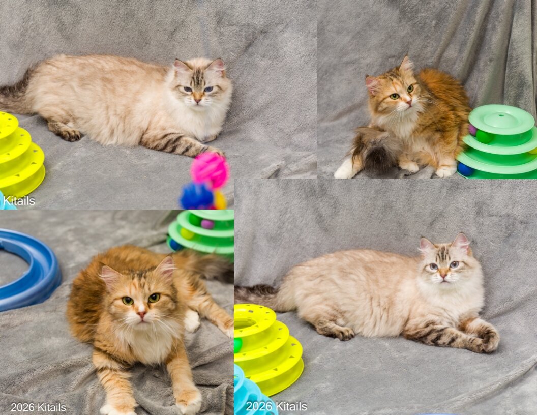 Kitails Siberians image 1