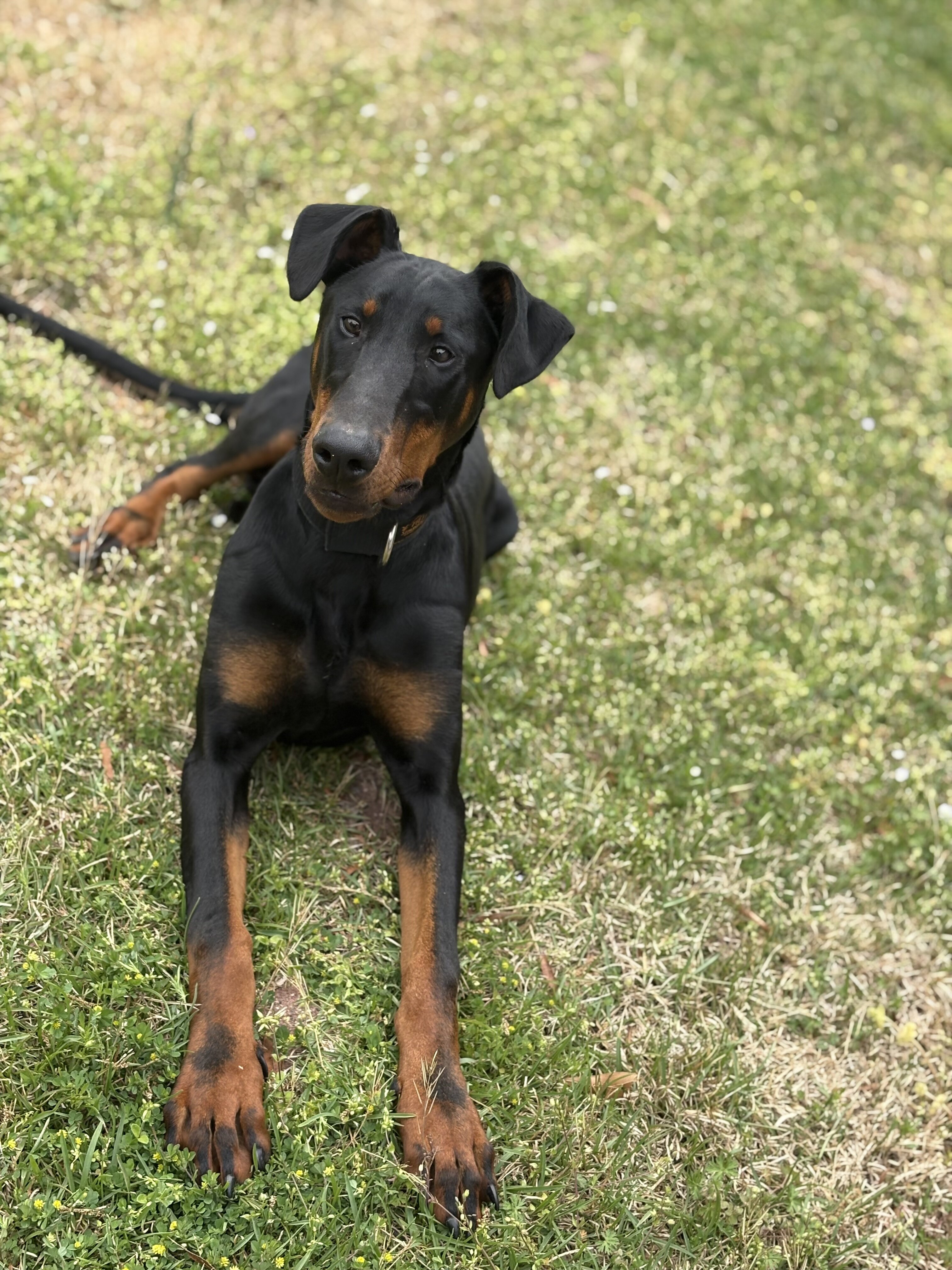 Doberman image 1