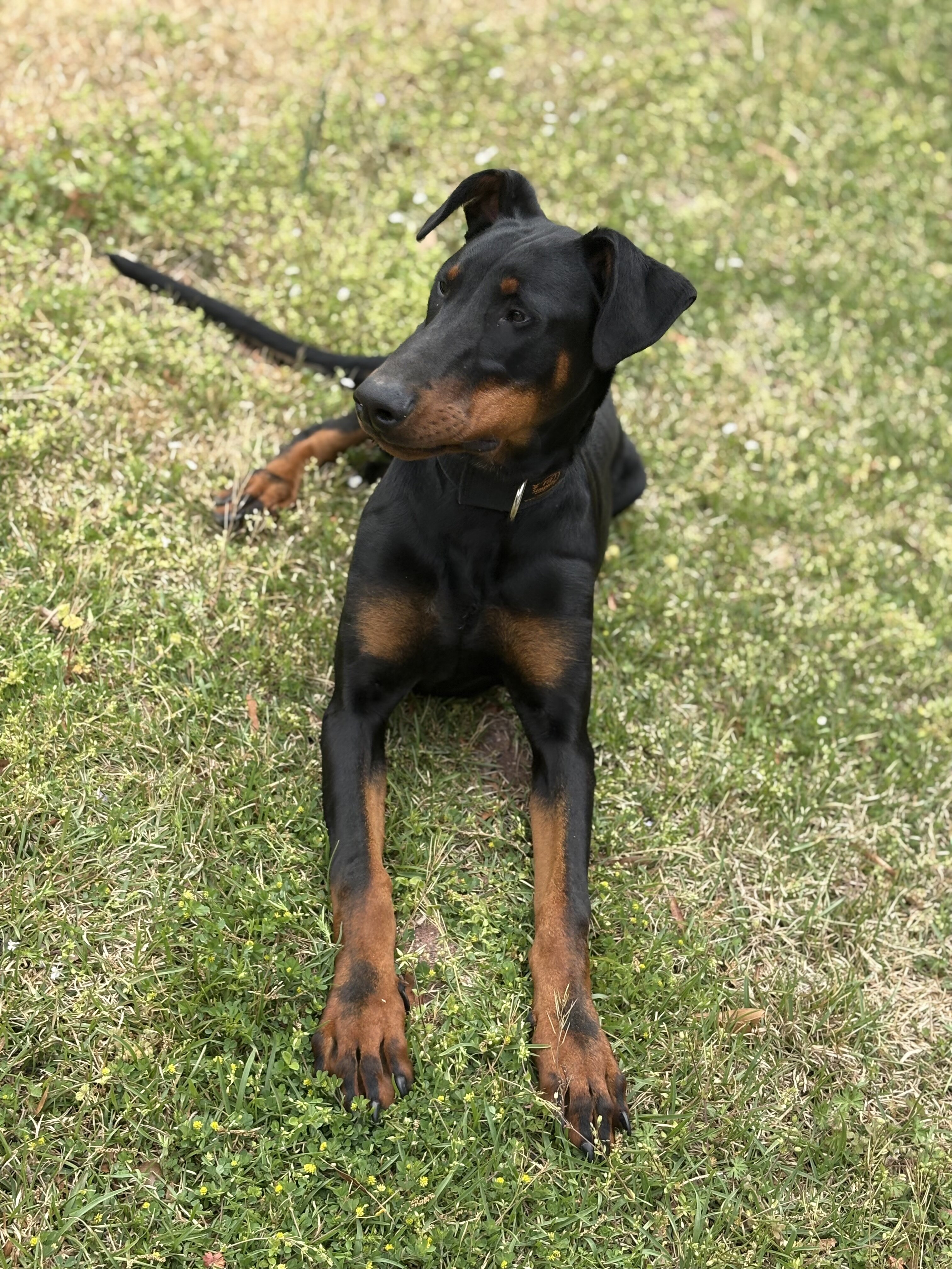 Doberman image 2