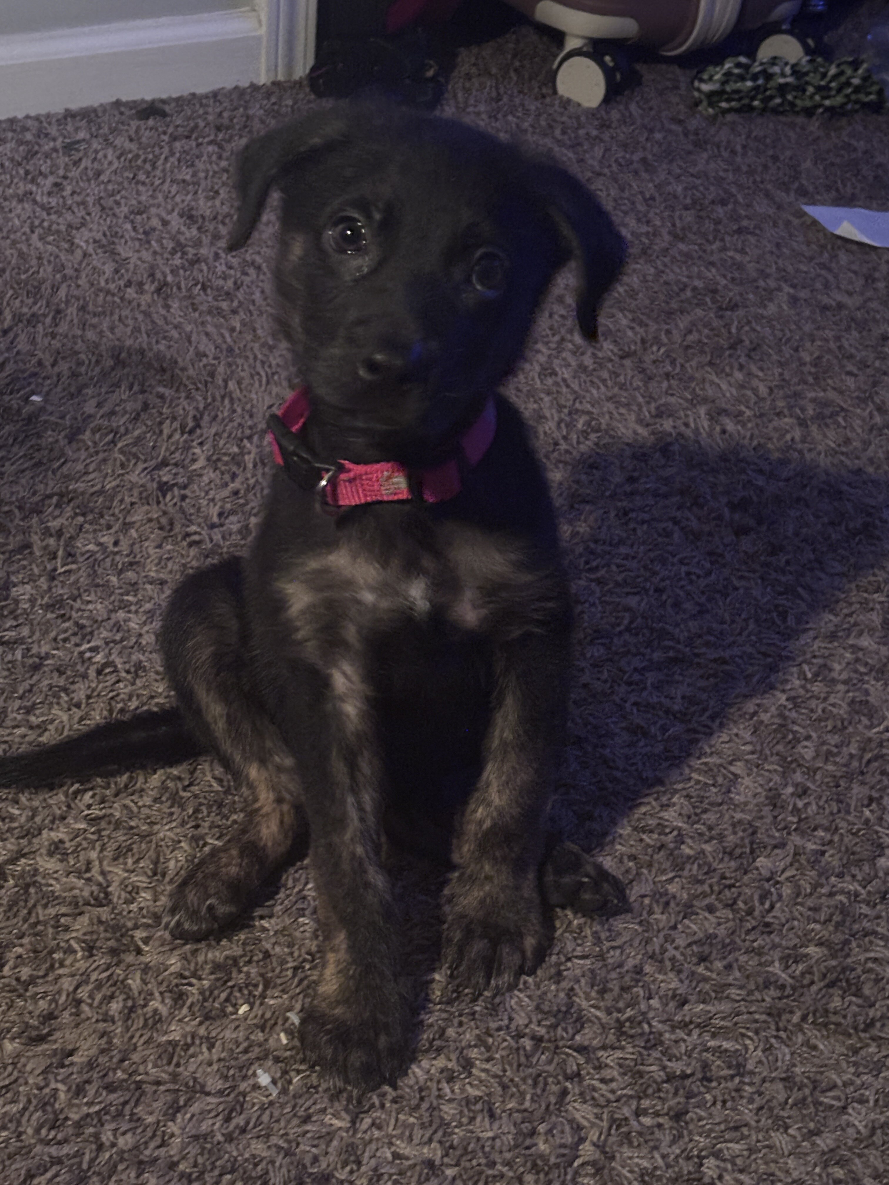 German Shepherd Mix image 5