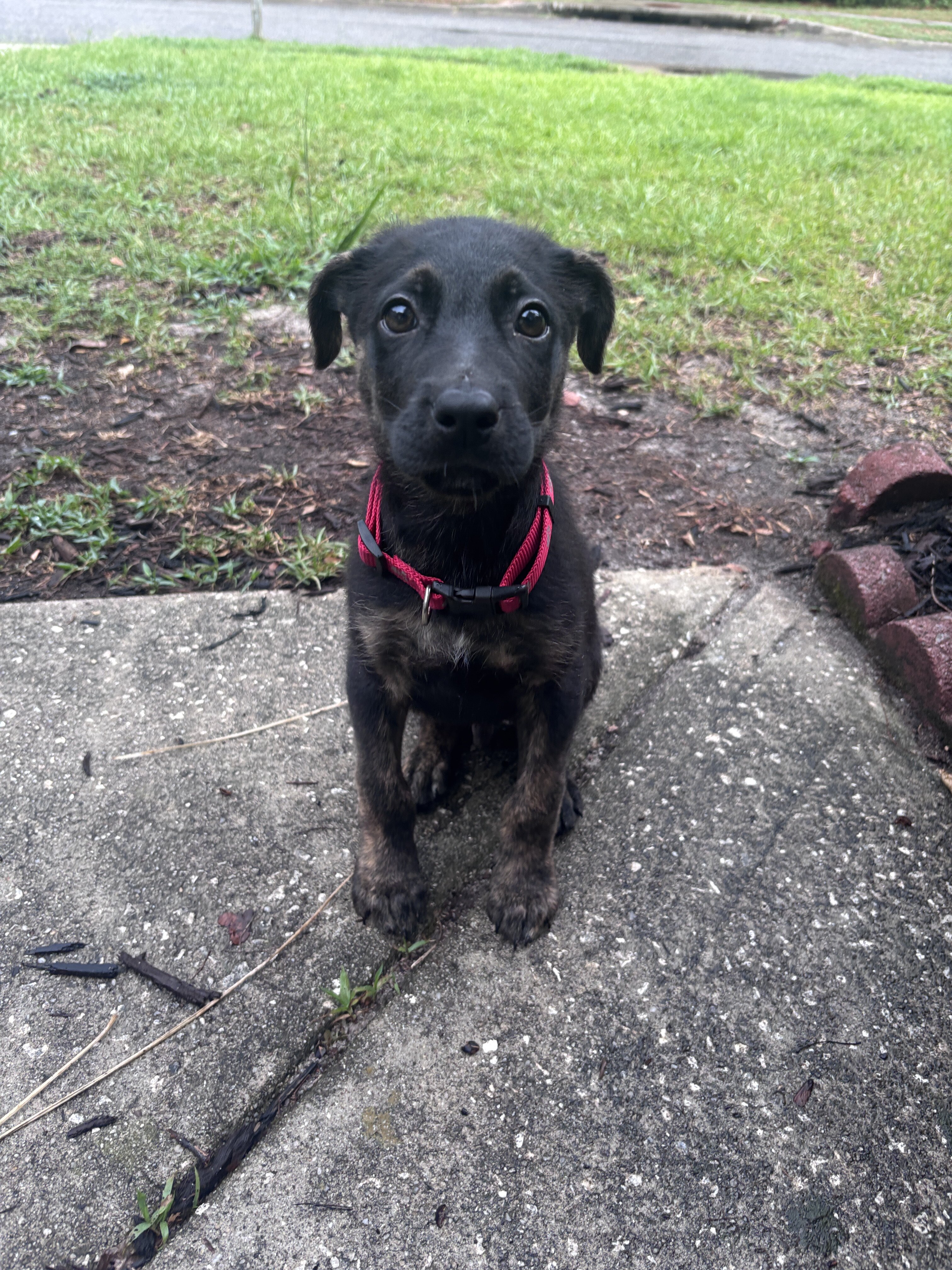 German Shepherd Mix image 4