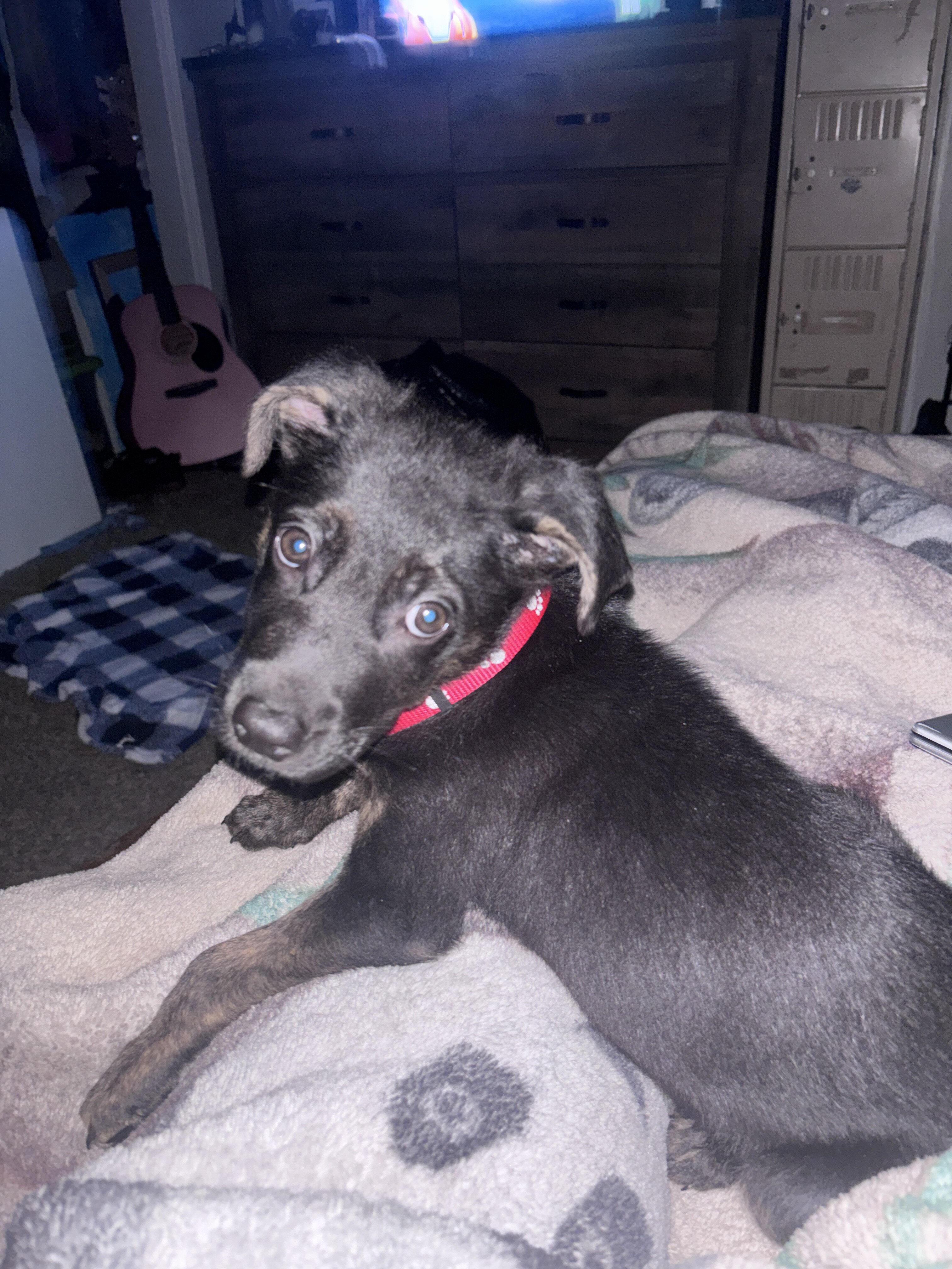 German Shepherd Mix image 3