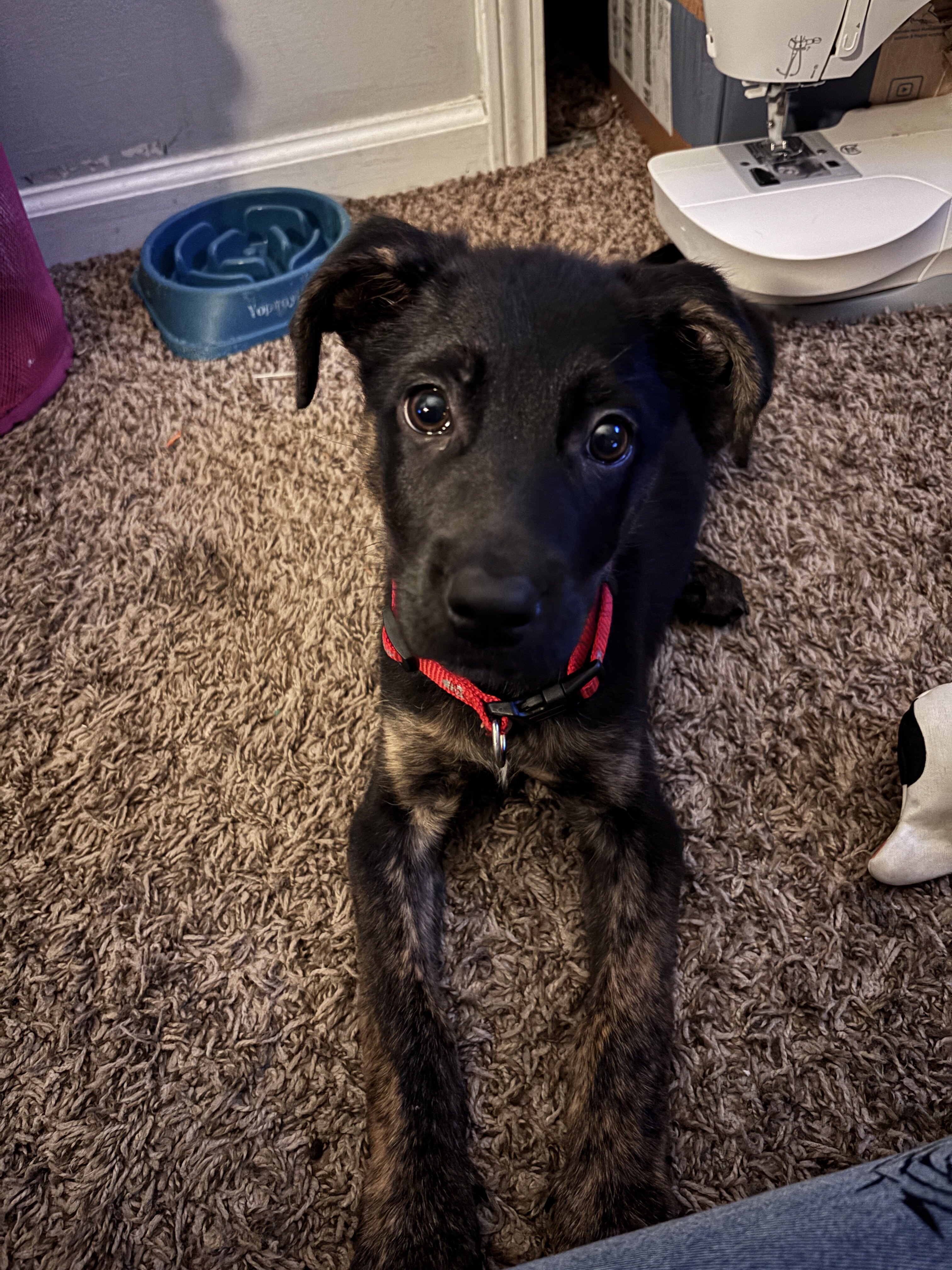 German Shepherd Mix image 2