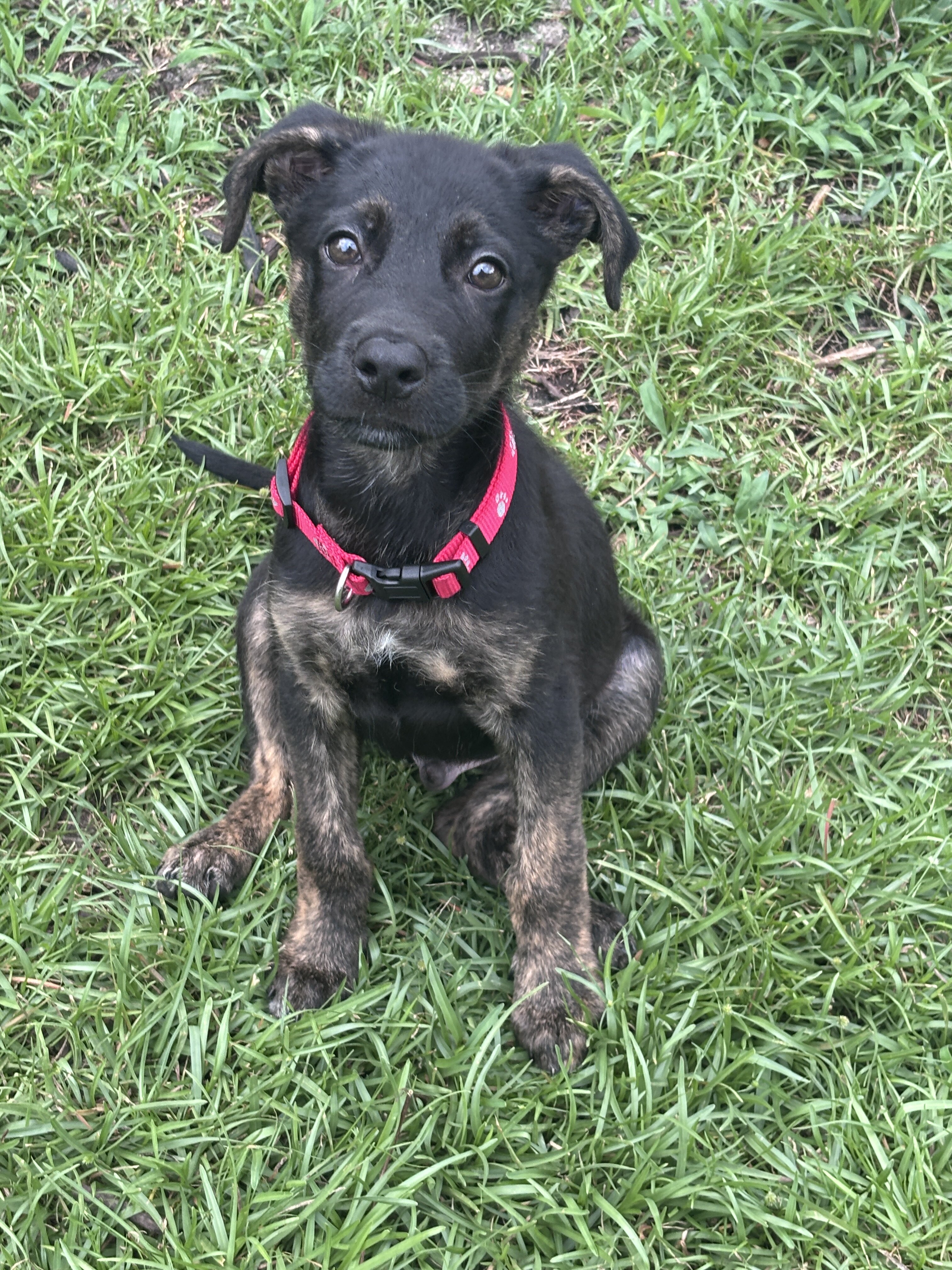 German Shepherd Mix image 1