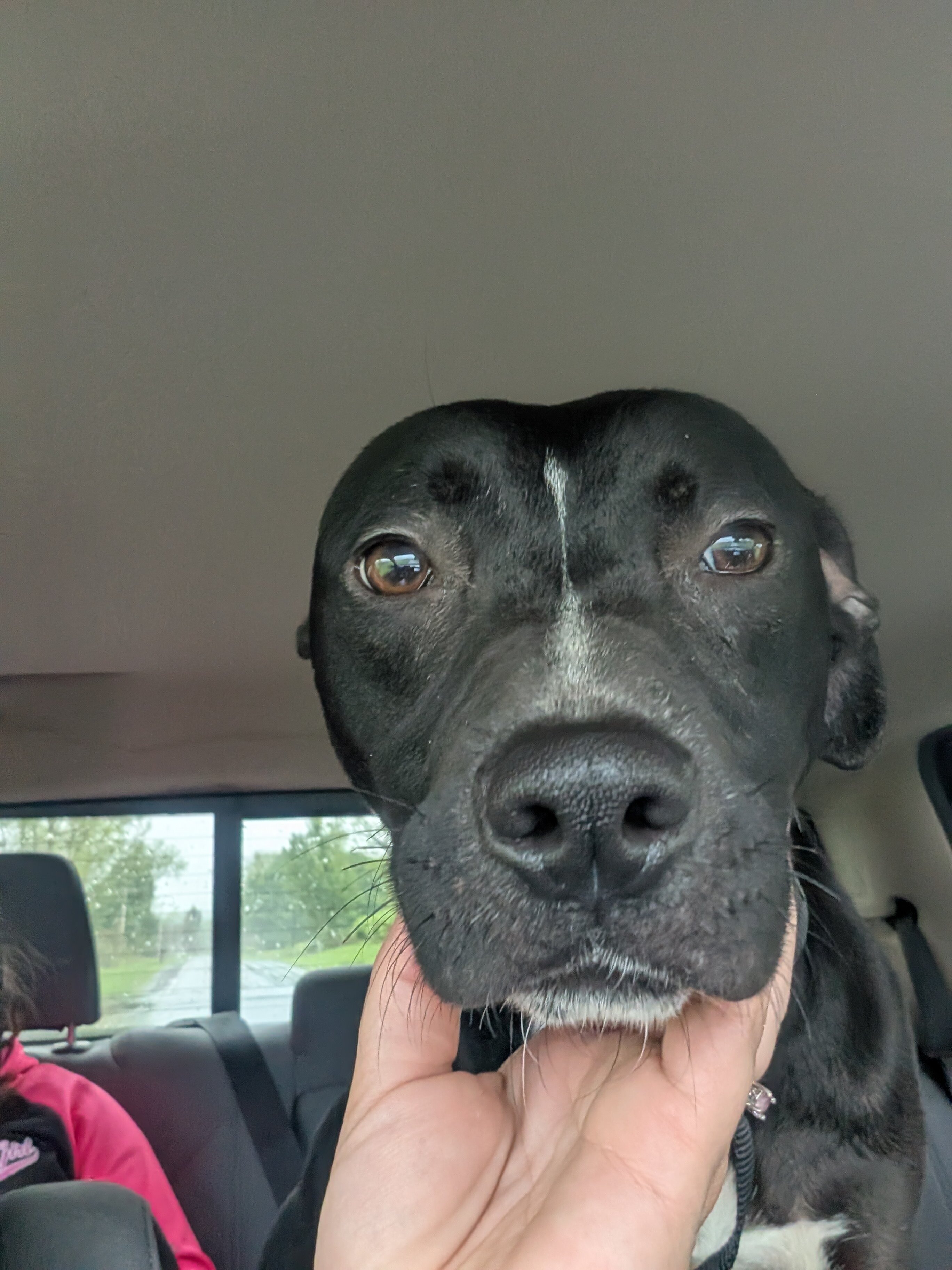black lab mix image 1