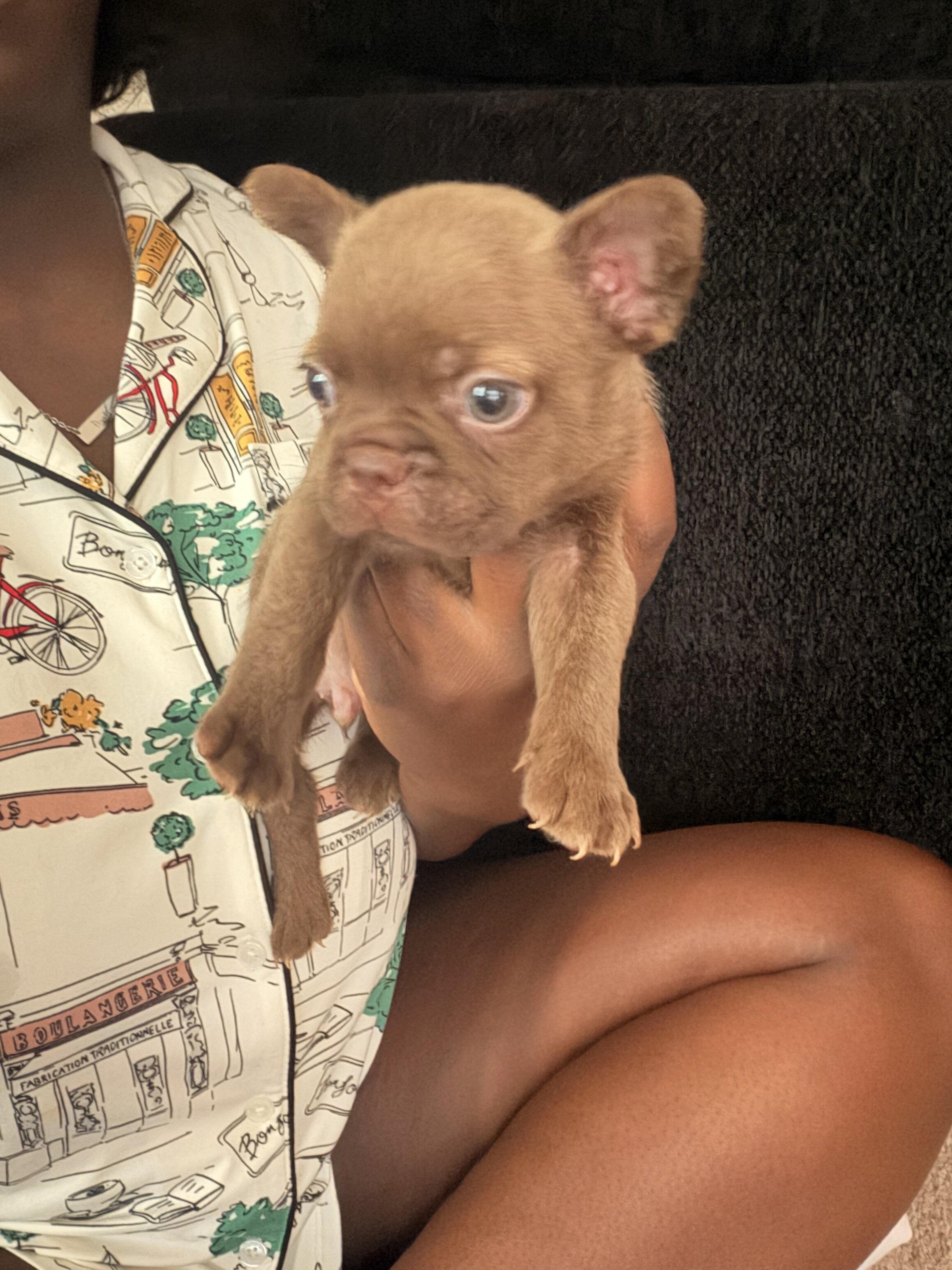 Purebred frenchies image 1