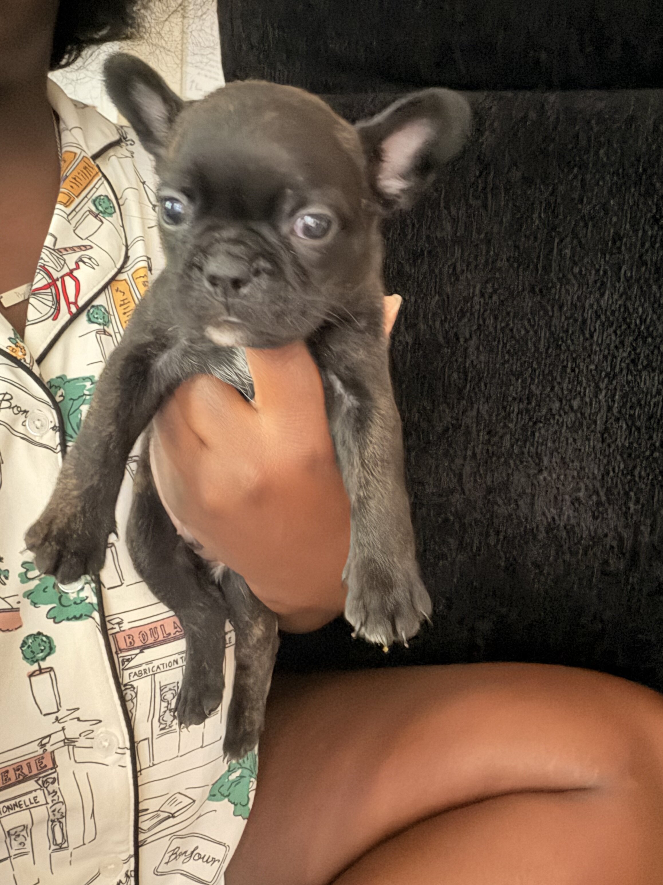 Purebred frenchies image 2