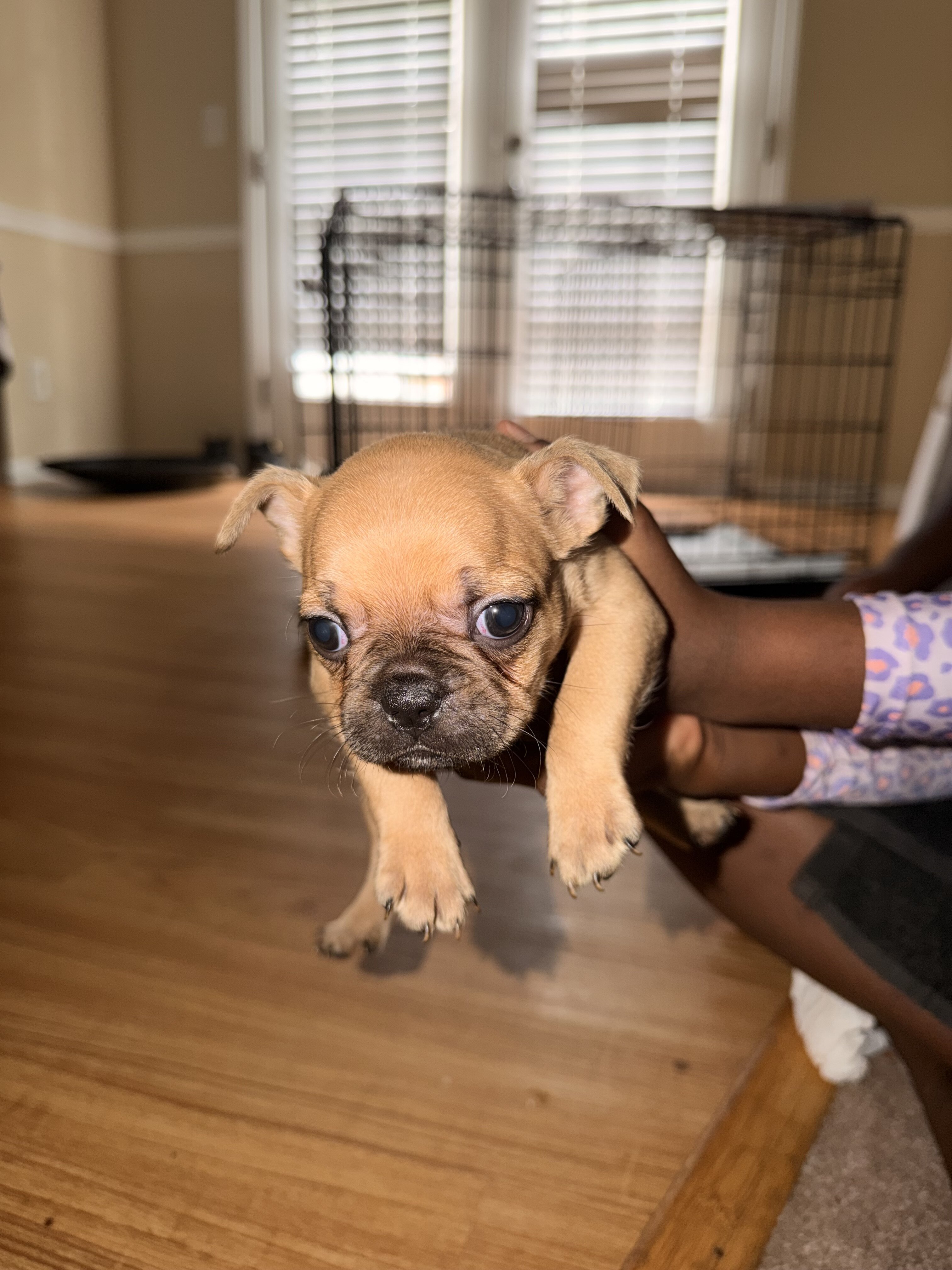 Purebred frenchies image 5