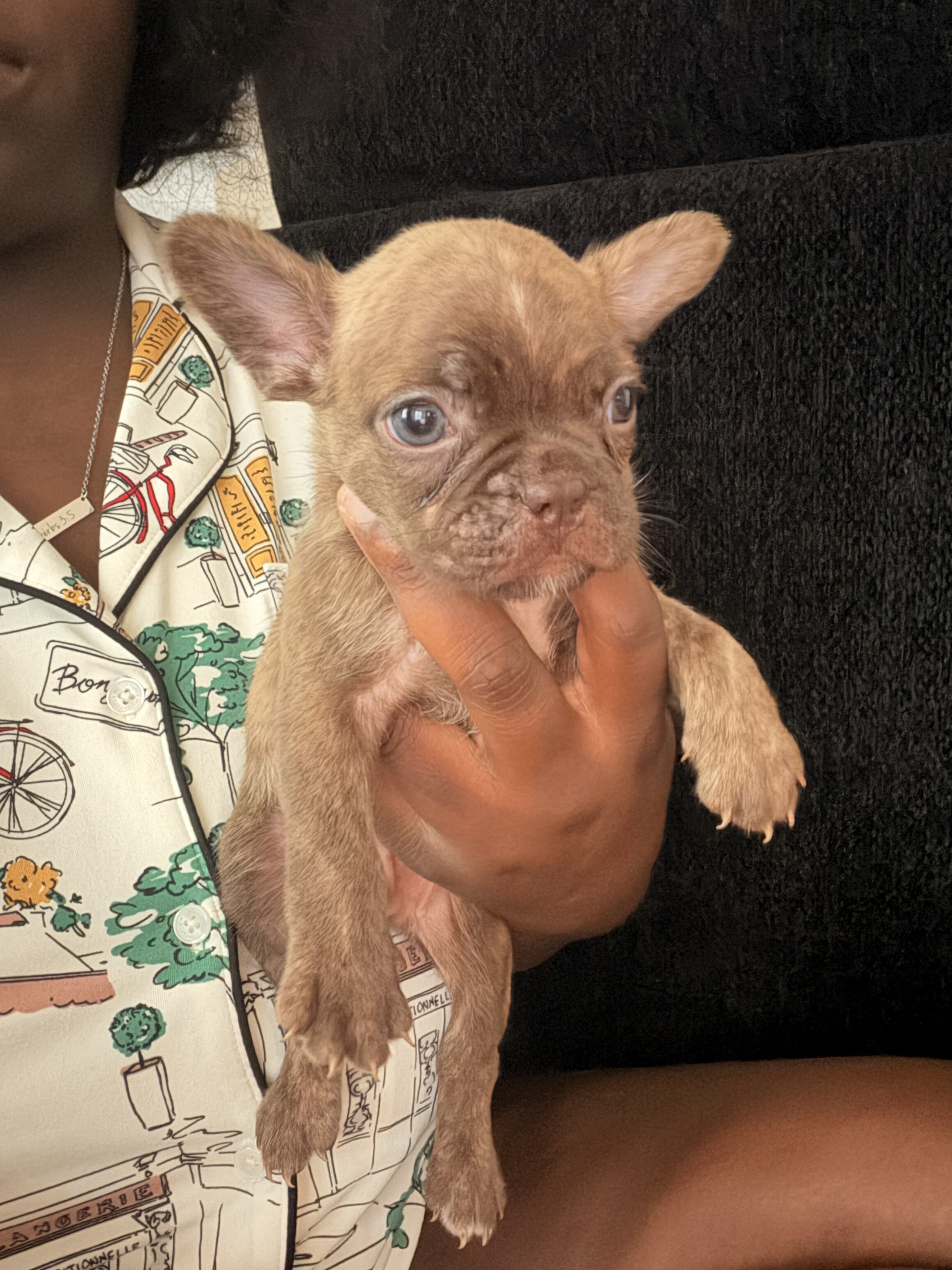 Purebred frenchies image 3