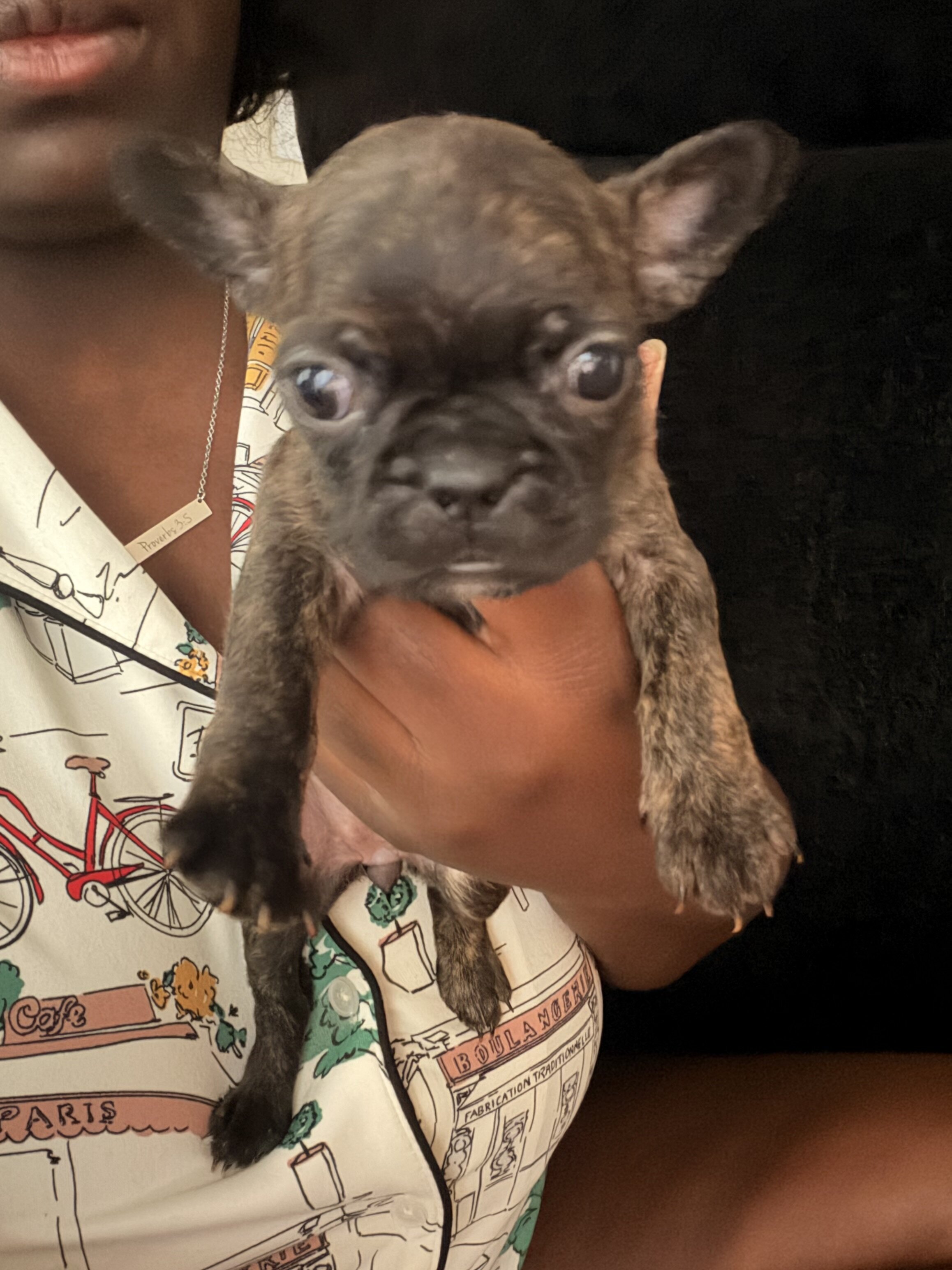 Purebred frenchies image 4
