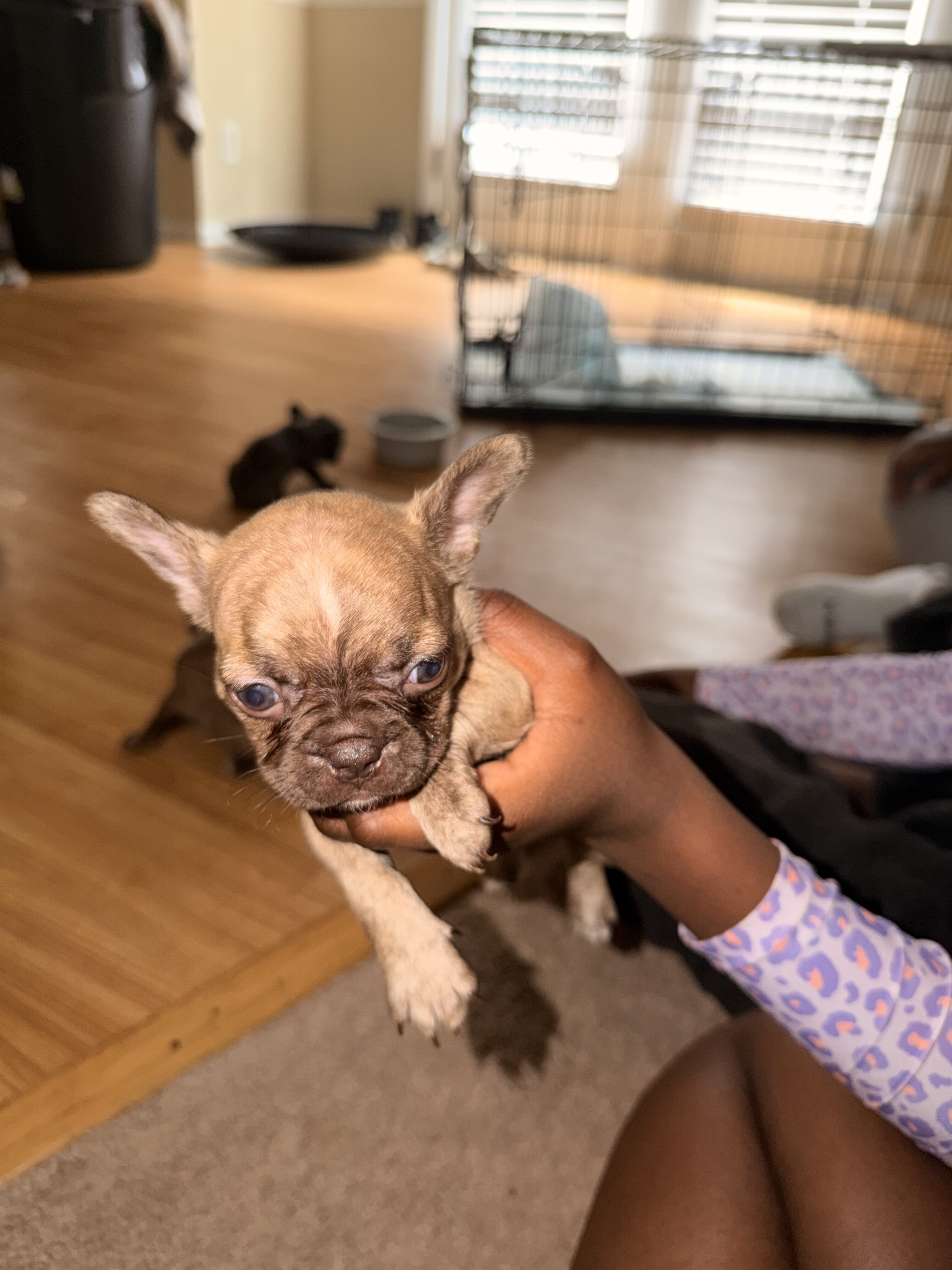 Purebred frenchies image 6