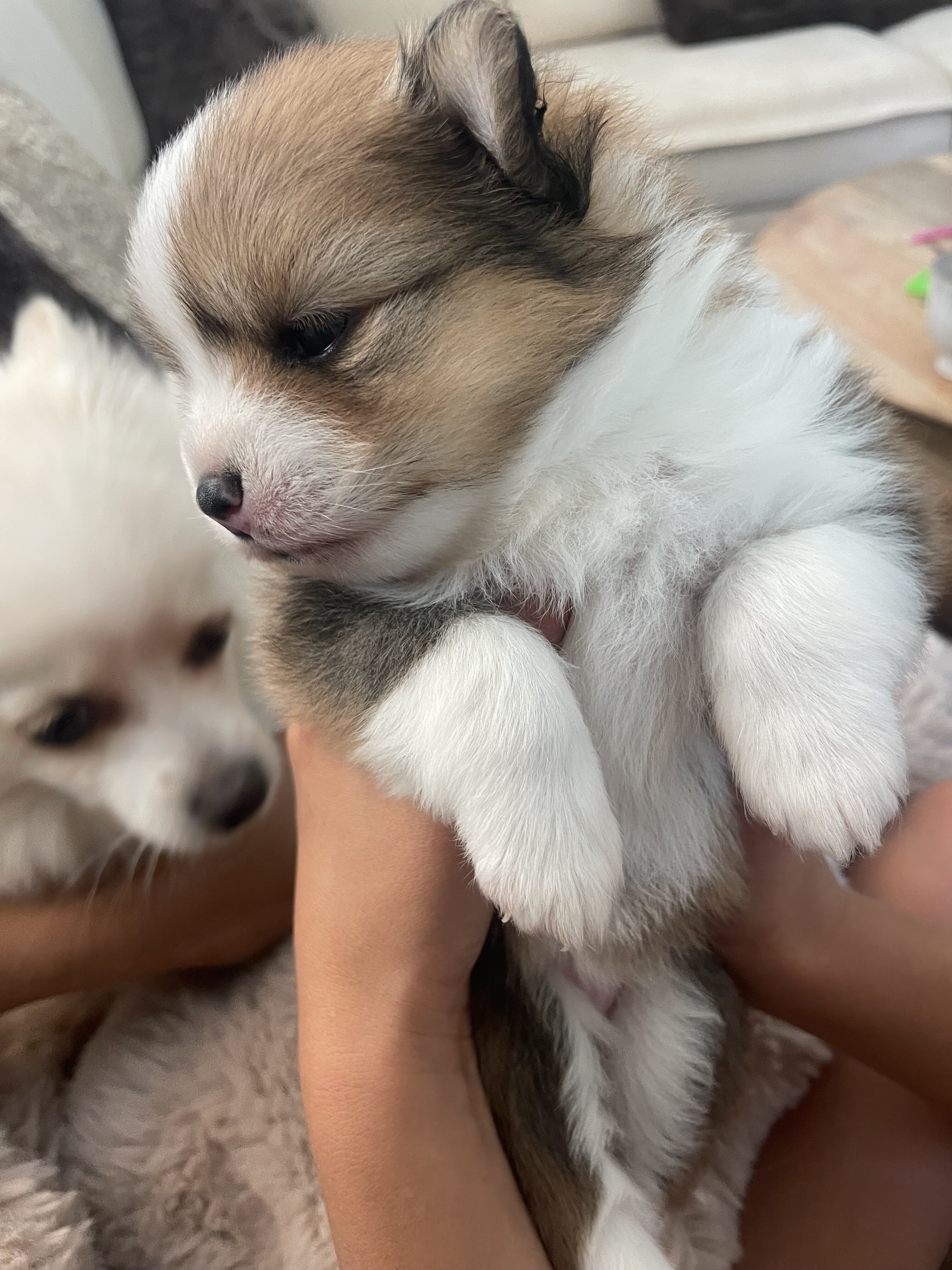 Purebred Pomeranian image 1