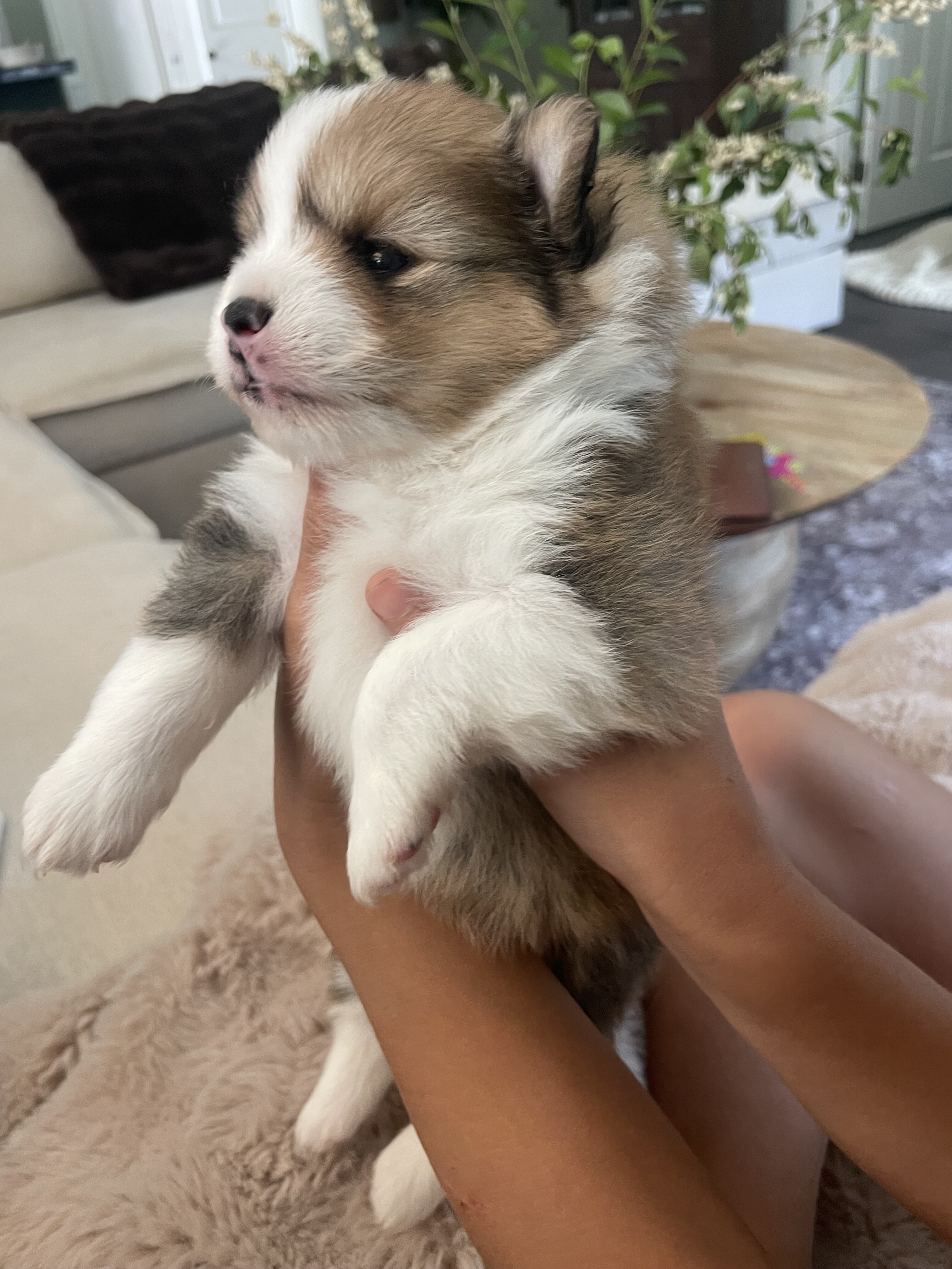 Purebred Pomeranian image 2