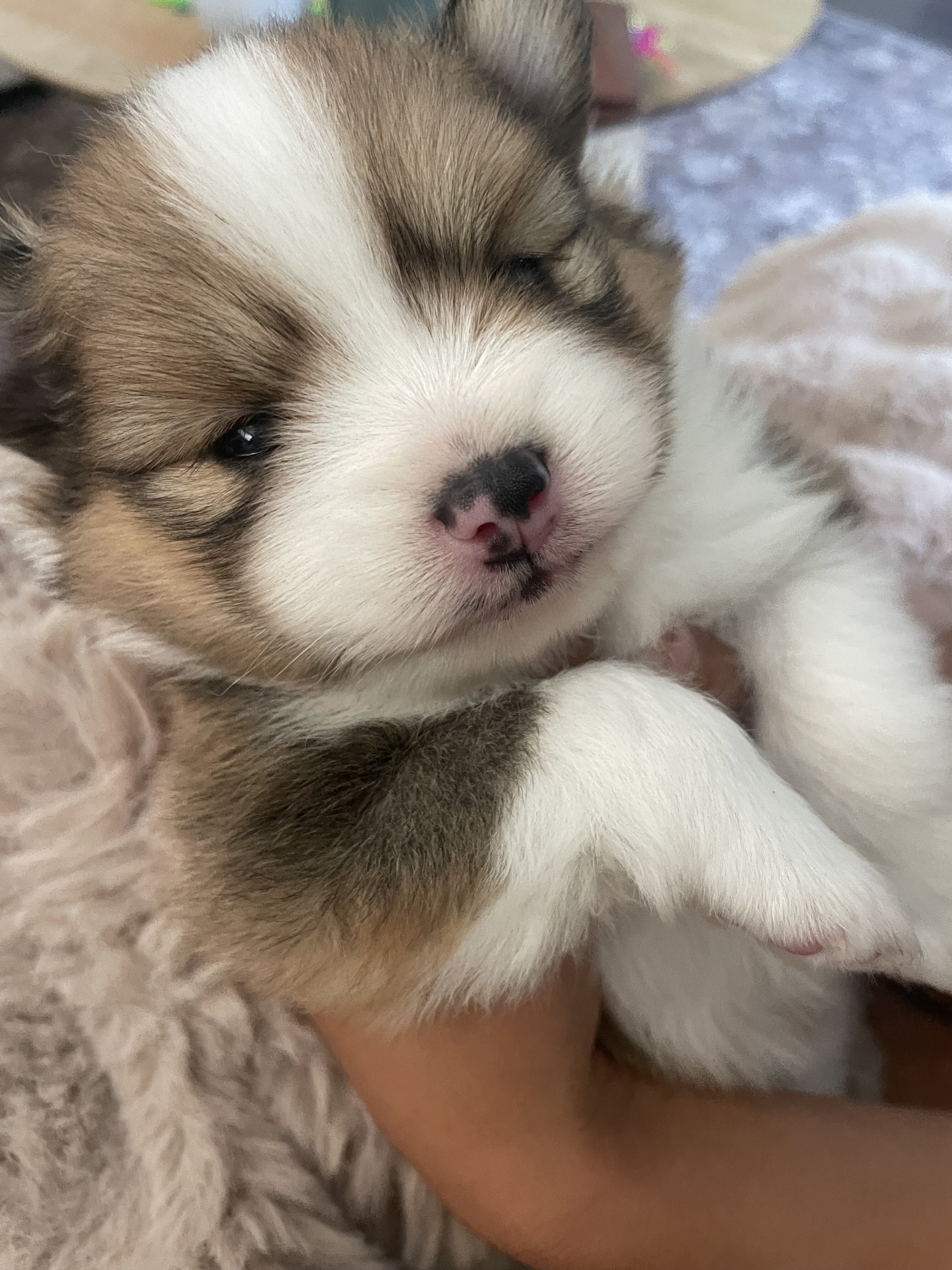 Purebred Pomeranian image 3